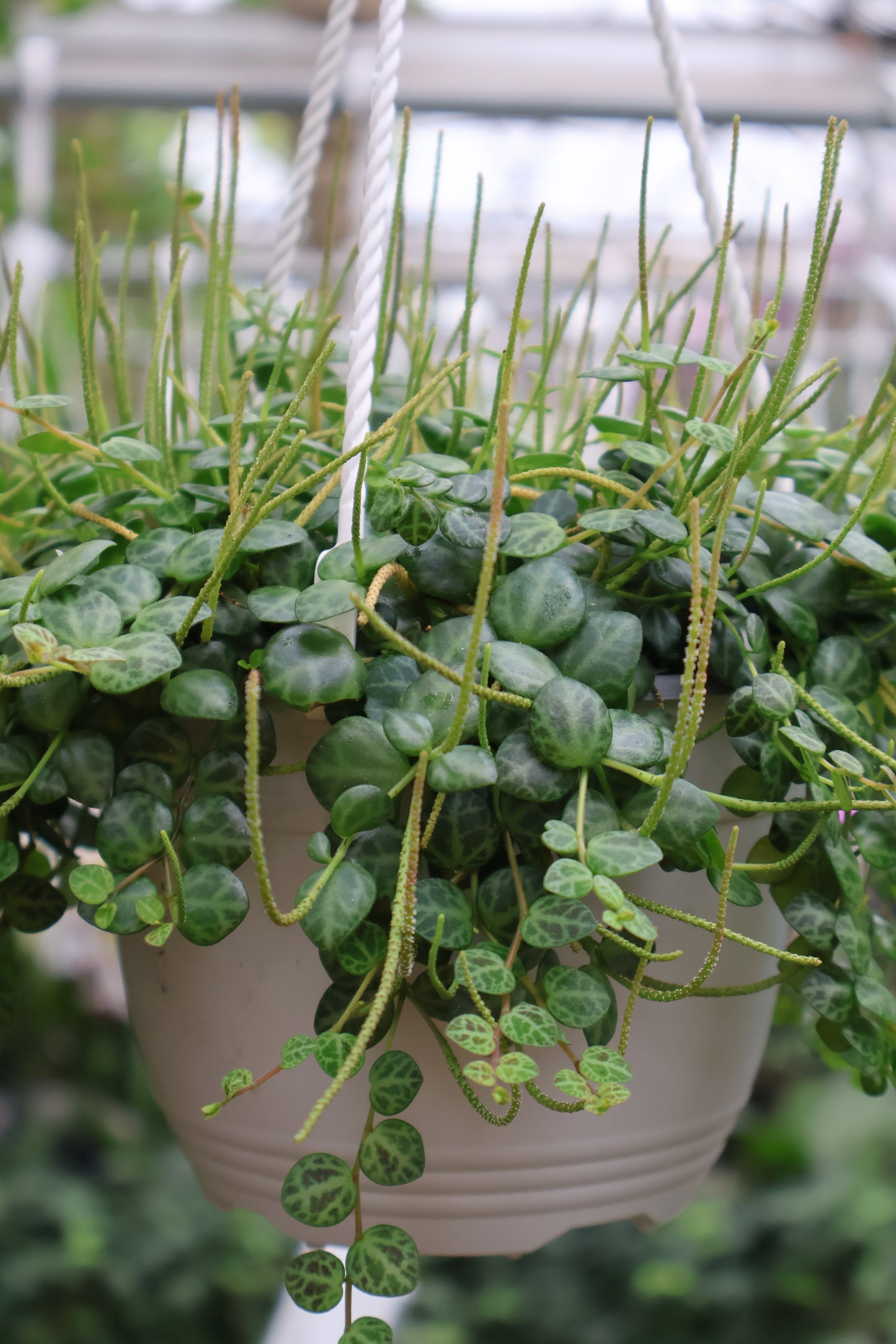 6" HB STRING OF TURTLES