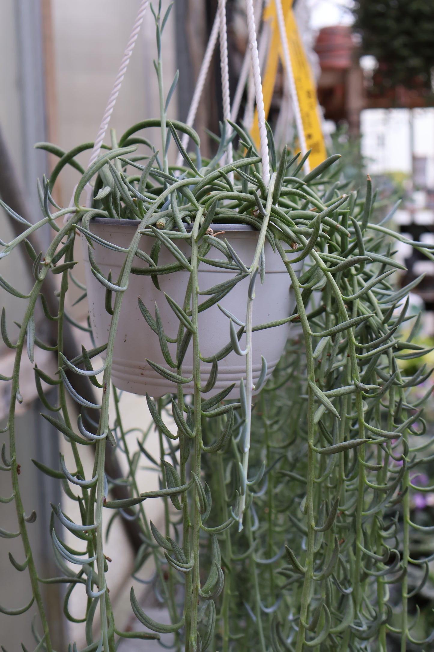 6" HB STRING OF FISH HOOKS