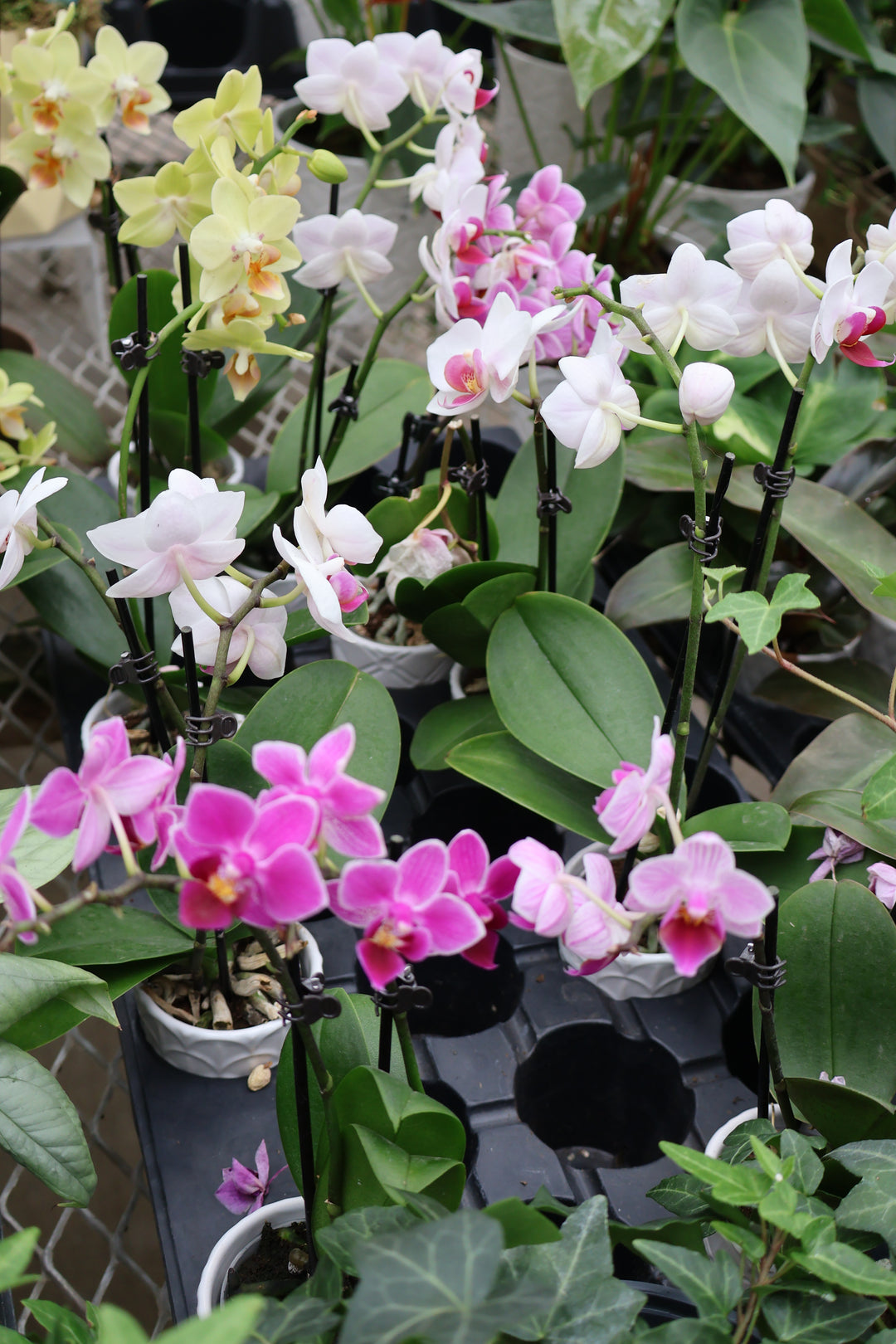 2.5" MINI ORCHID