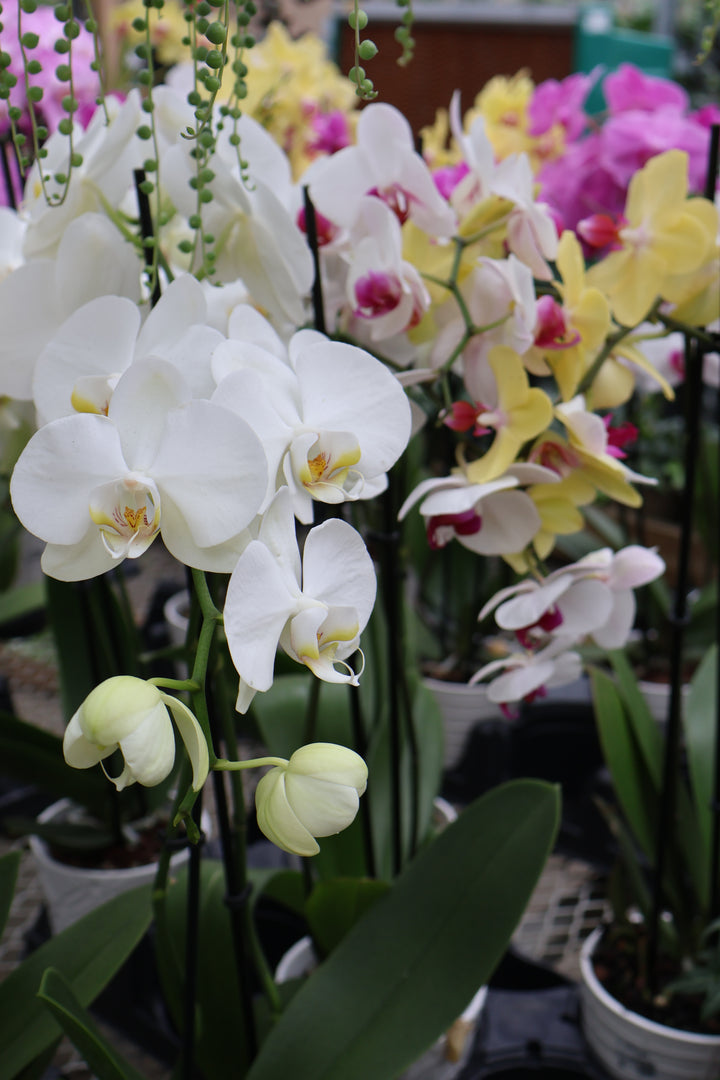 5" ORCHID