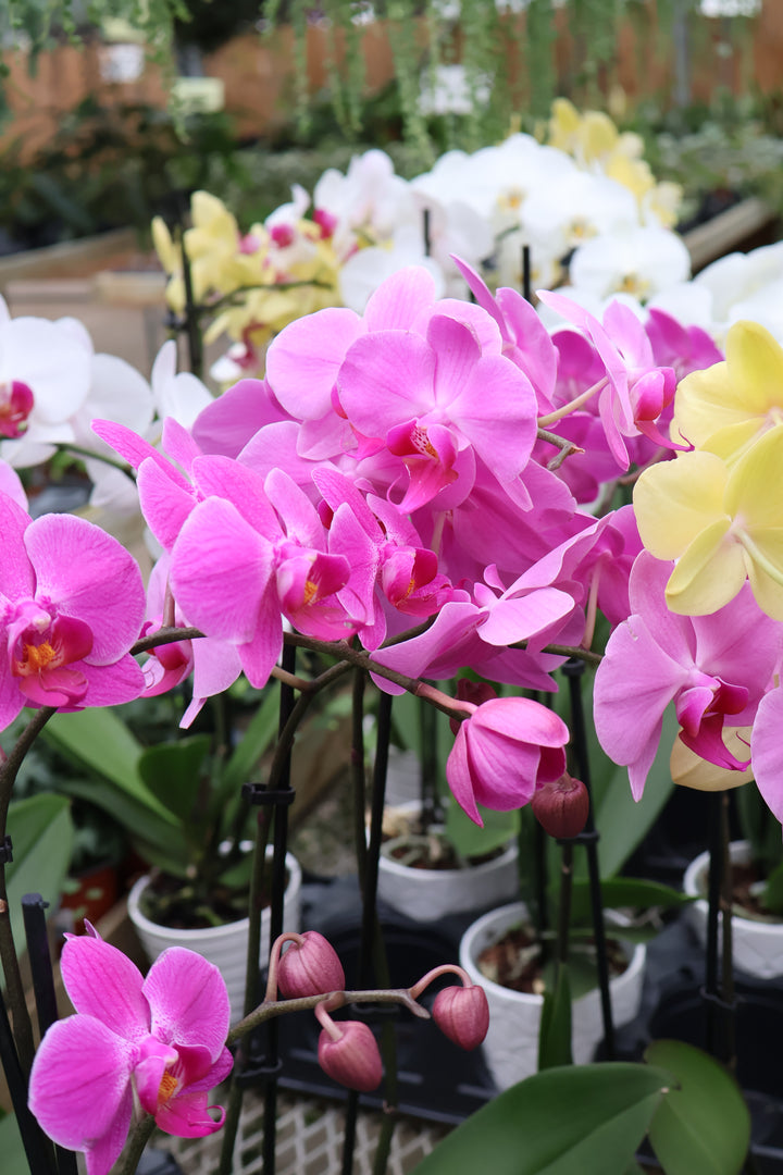 5" ORCHID