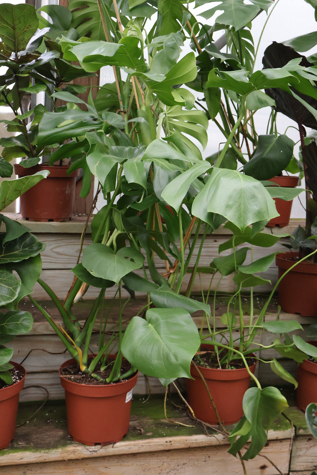 10" MONSTERA PHILODENDRON
