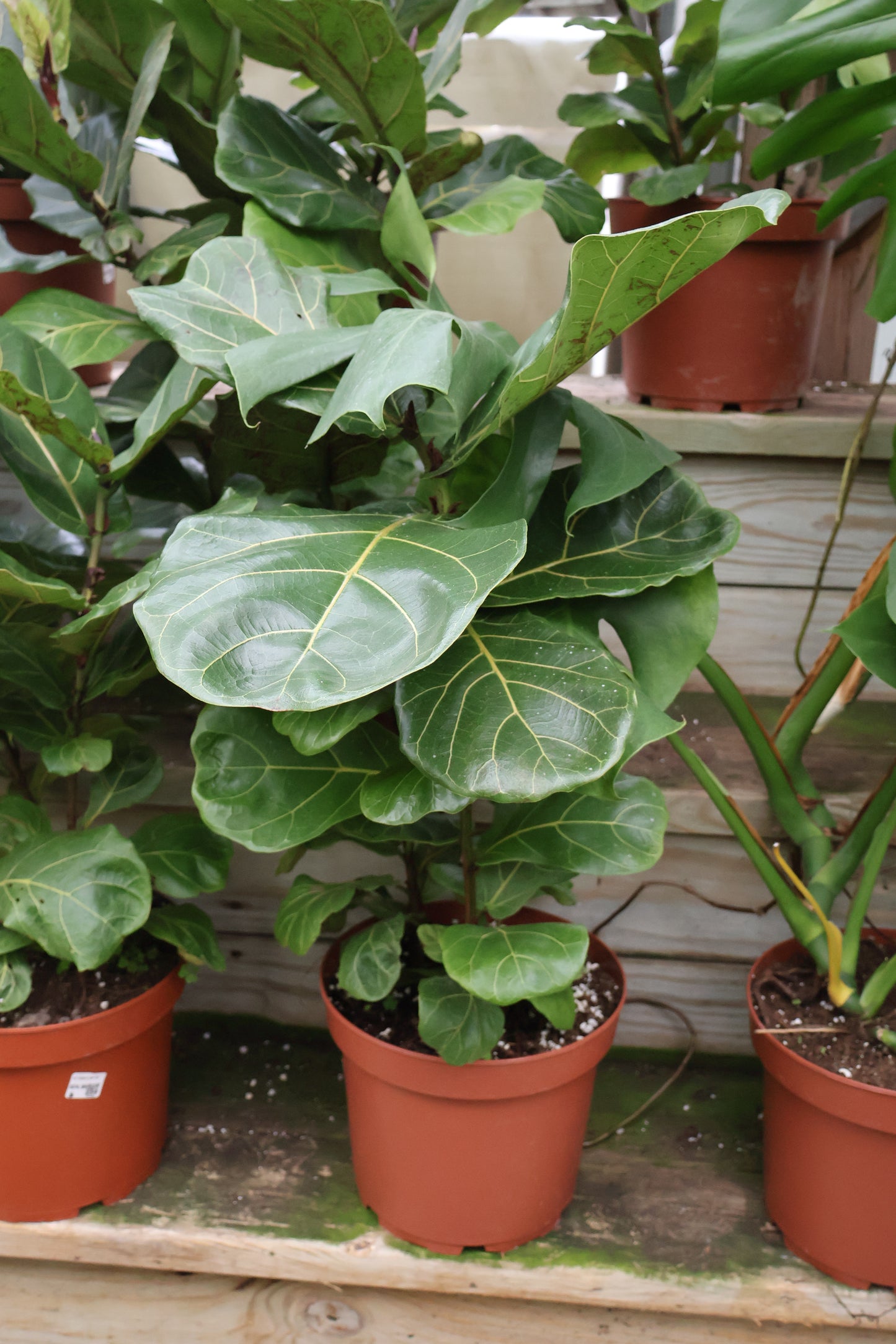 10" FIDDLE LEAF FIG