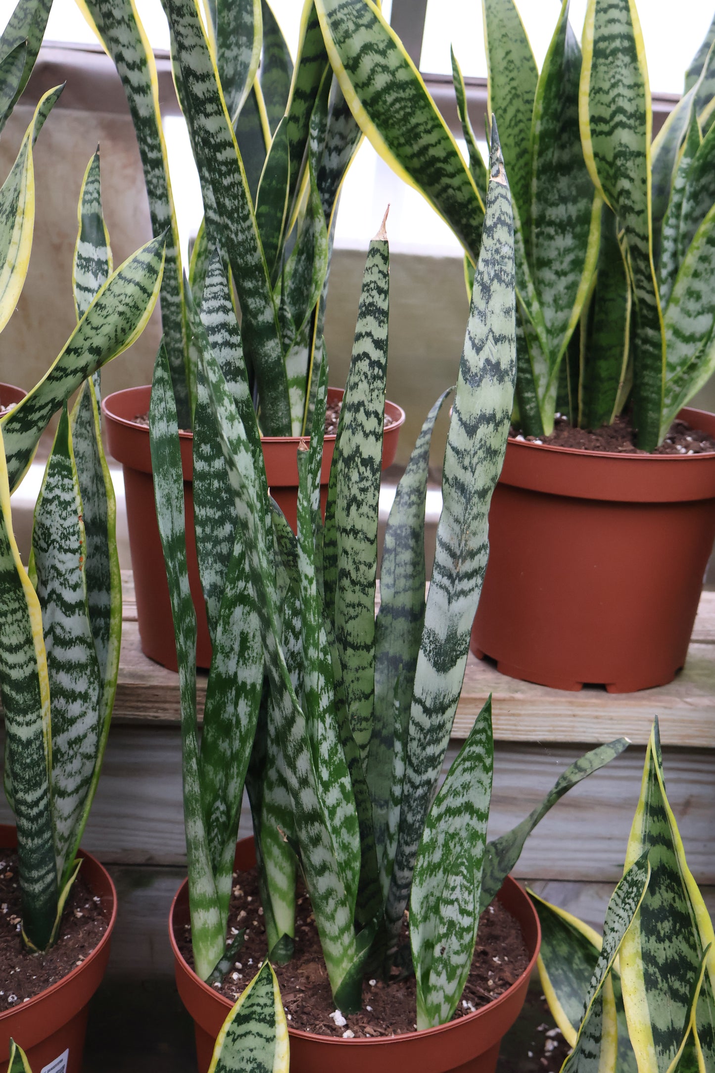 10" Sansevieria