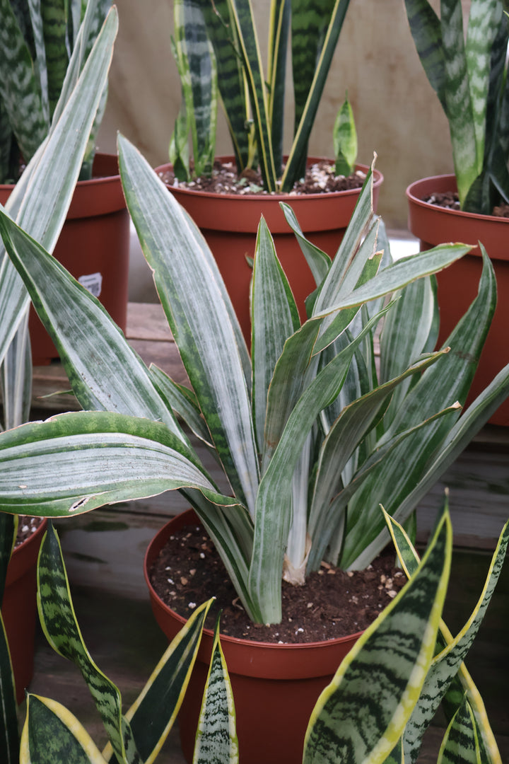 10" Sansevieria