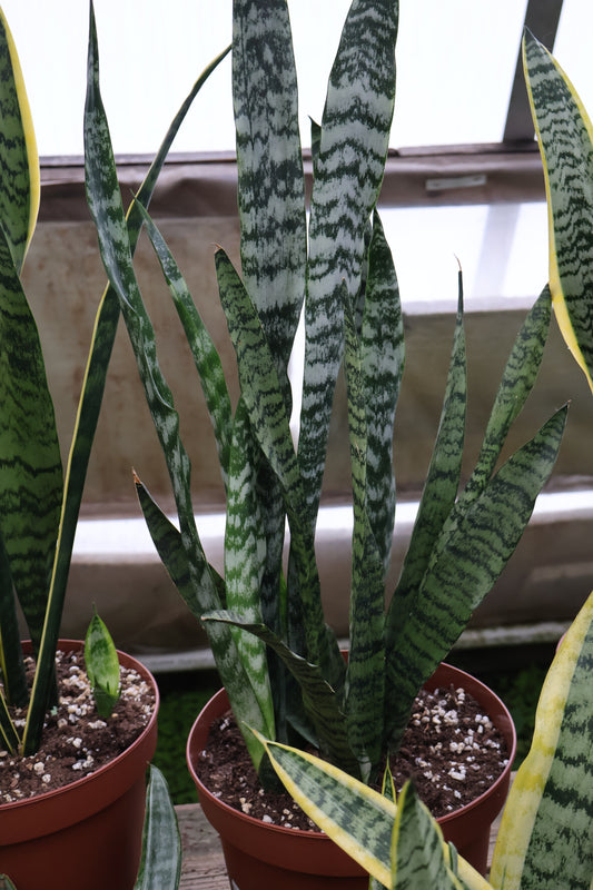 10" Sansevieria