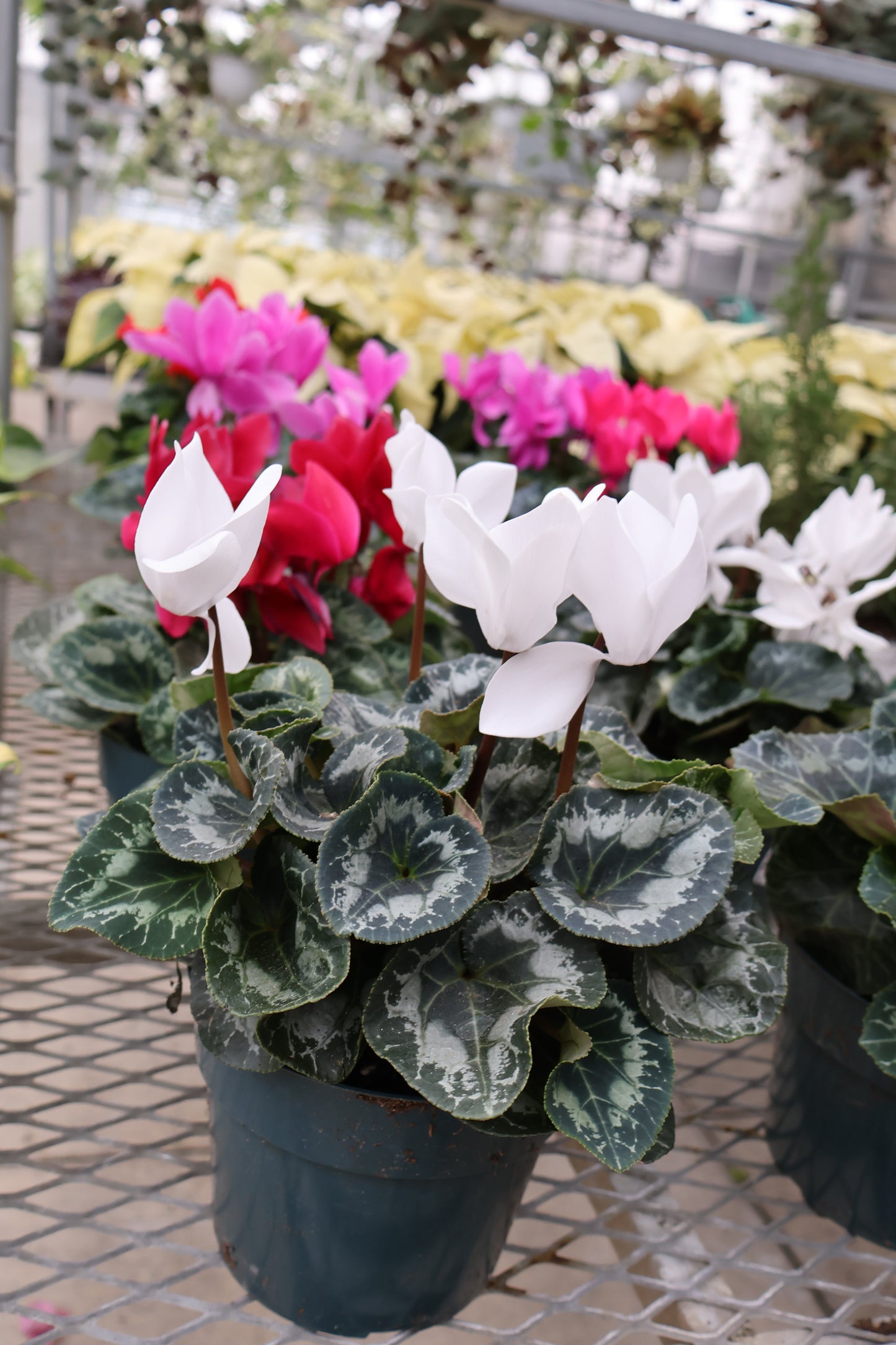 6" CYCLAMEN