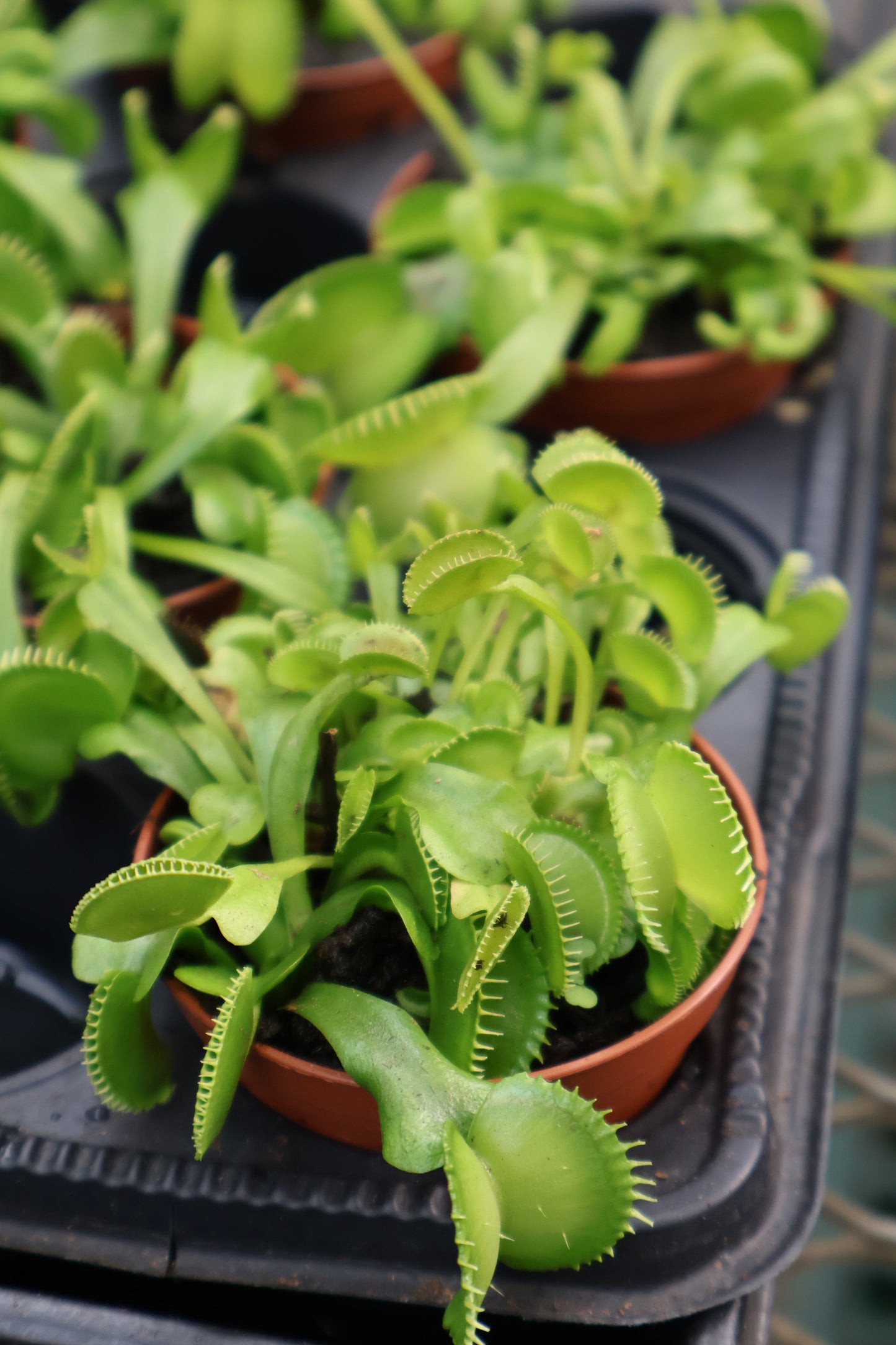 3" DIONAEA BIG MOUTH FLY TRAP