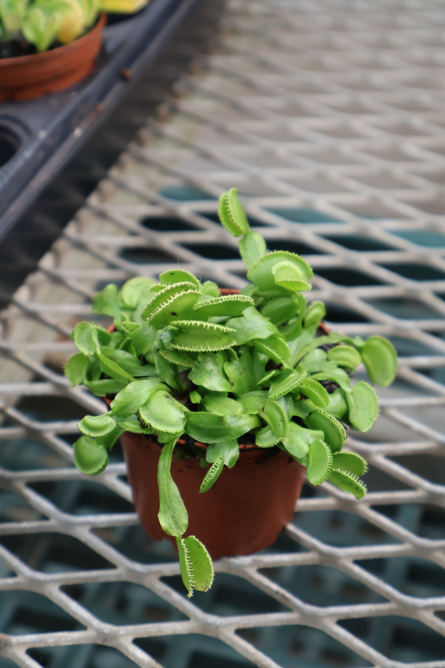 3" DIONAEA GREEN WIZZARD FLY TRAY