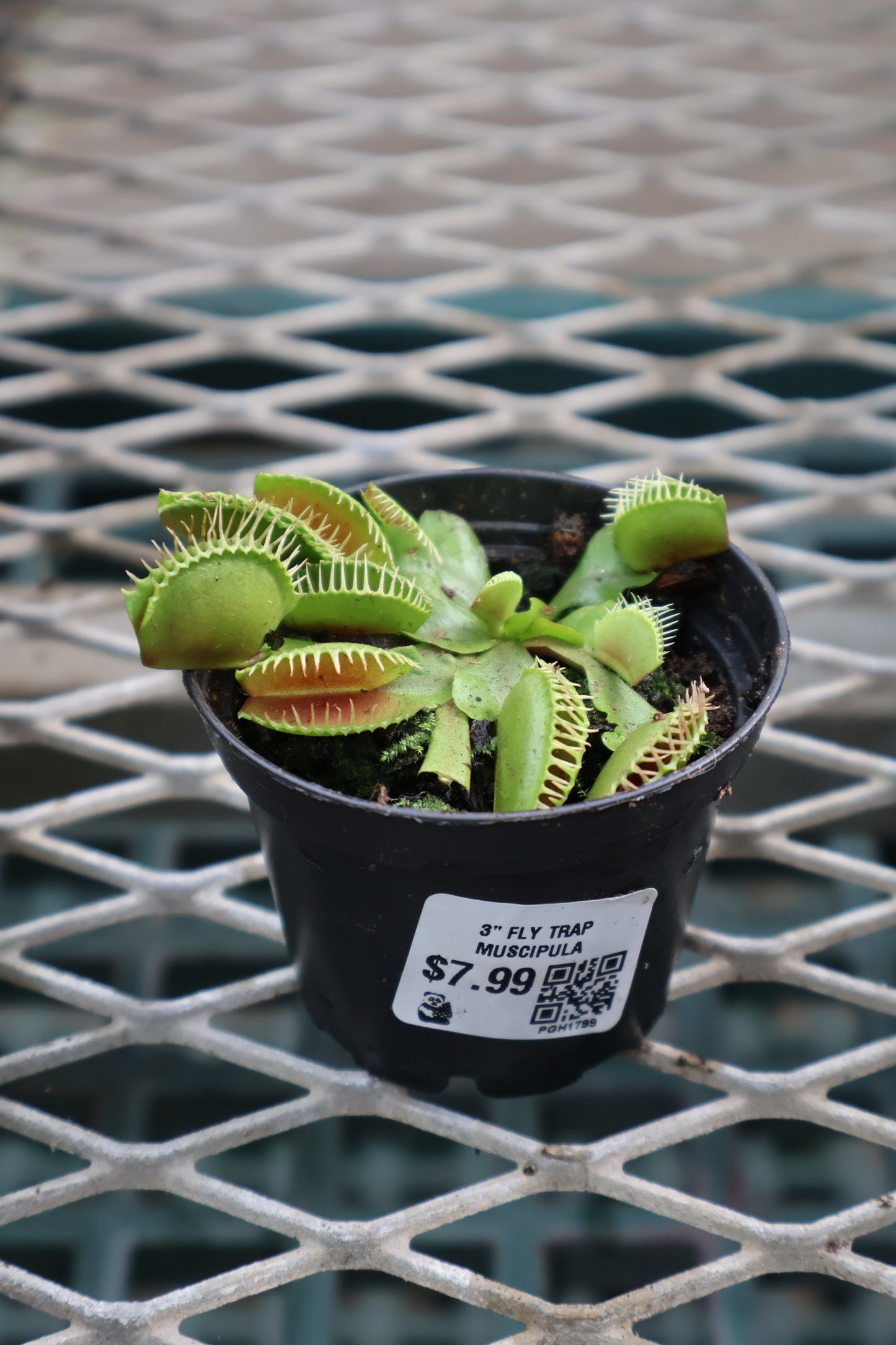 3" FLY TRAP MUSCIPULA
