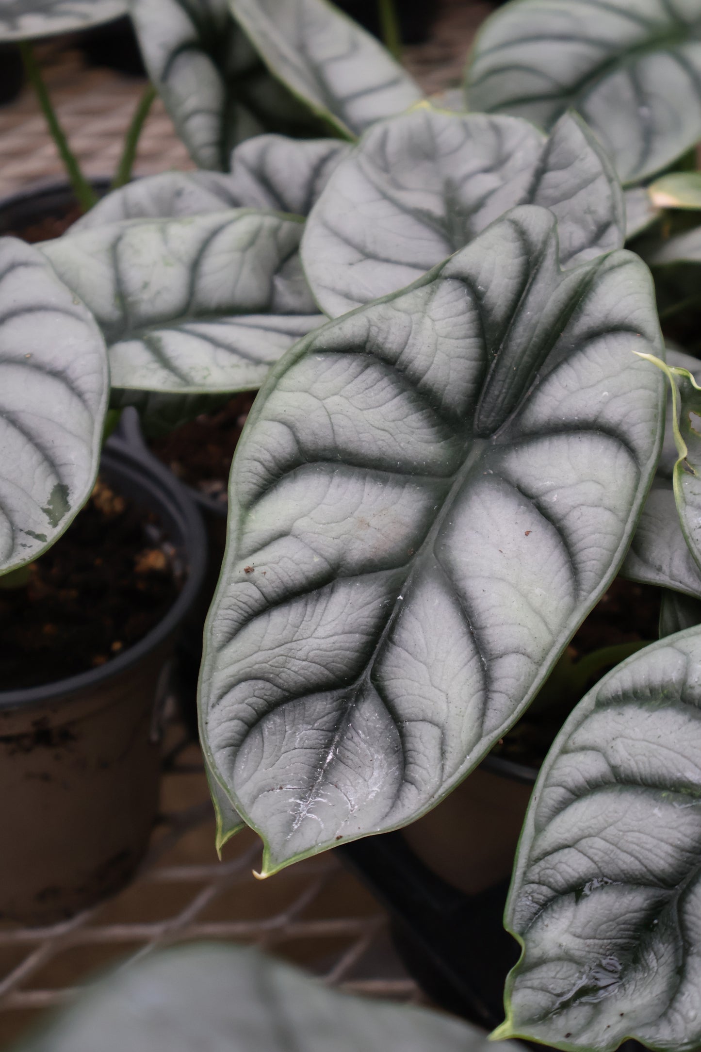 4" ALOCASIA SILVER DRAGON
