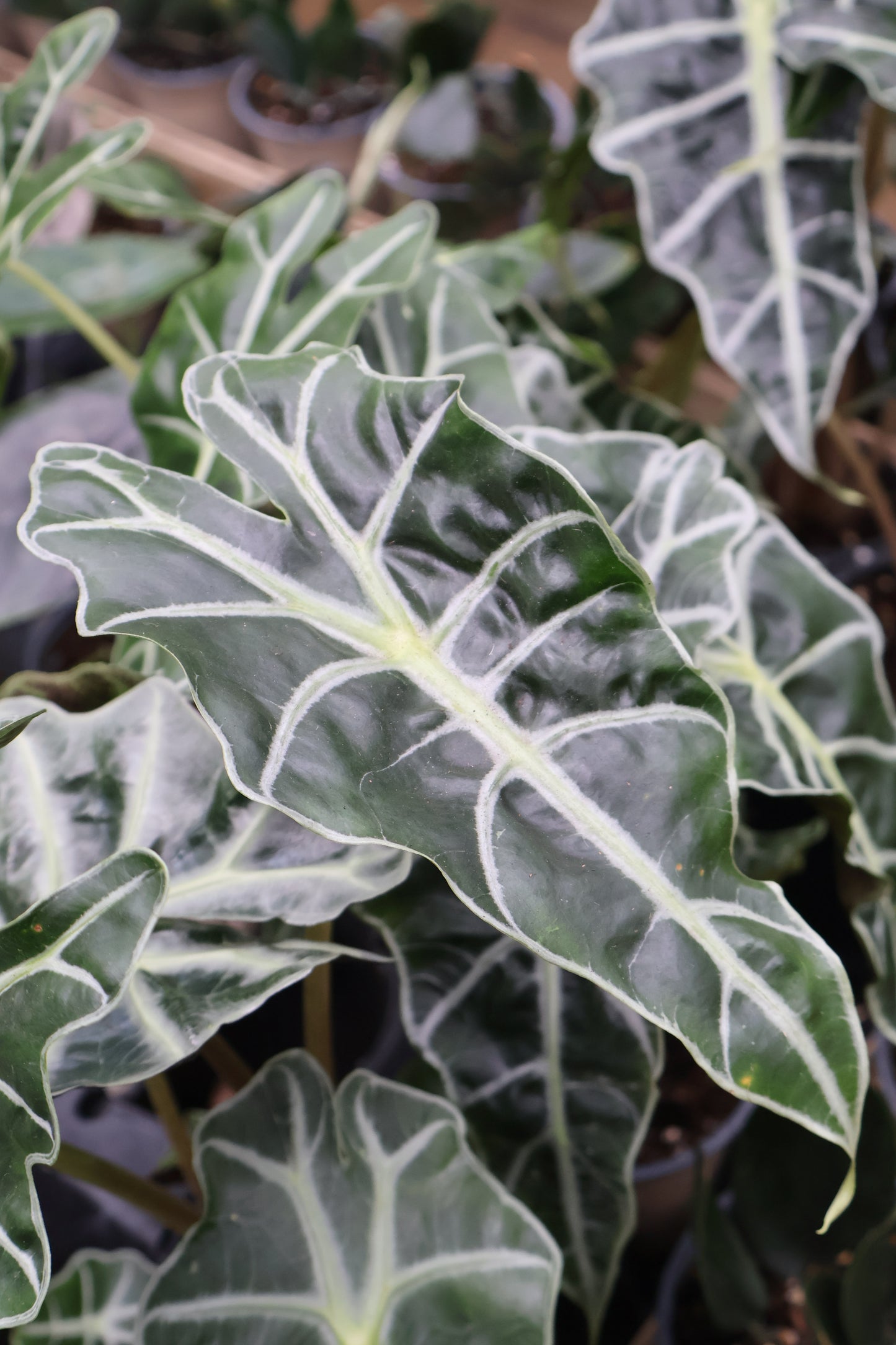 4.5" ALOCASIA AMAZONICA