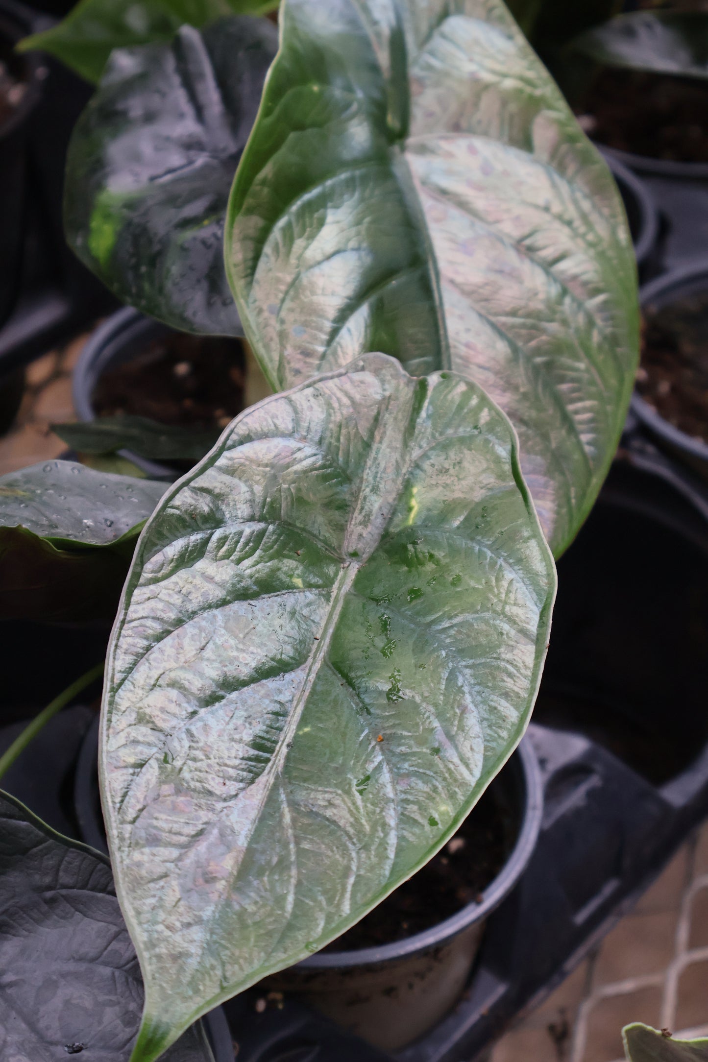 4.5" ALOCASIA GREEN UNICORN