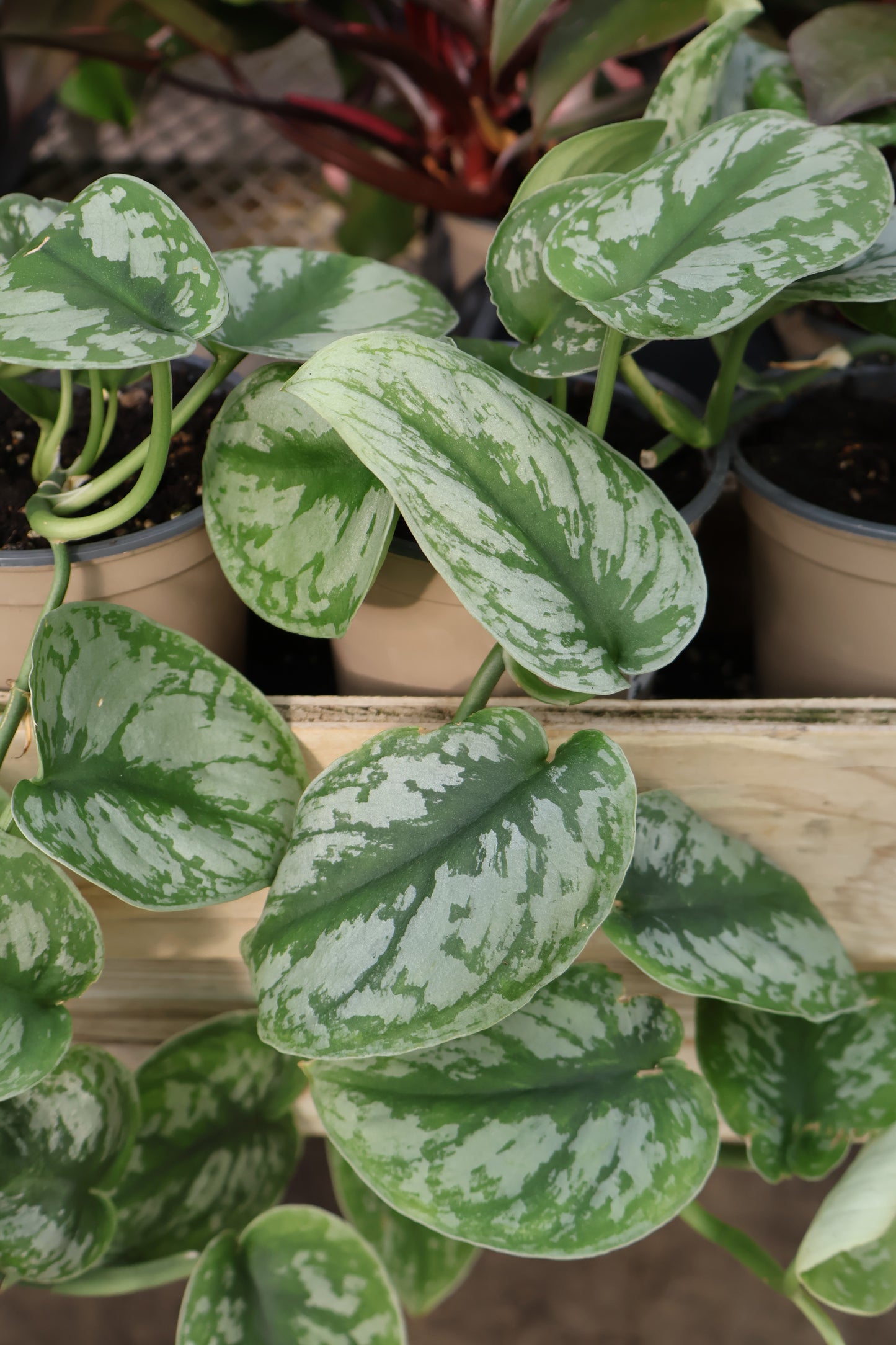 4.5" SCINDAPSUS EXOTICA