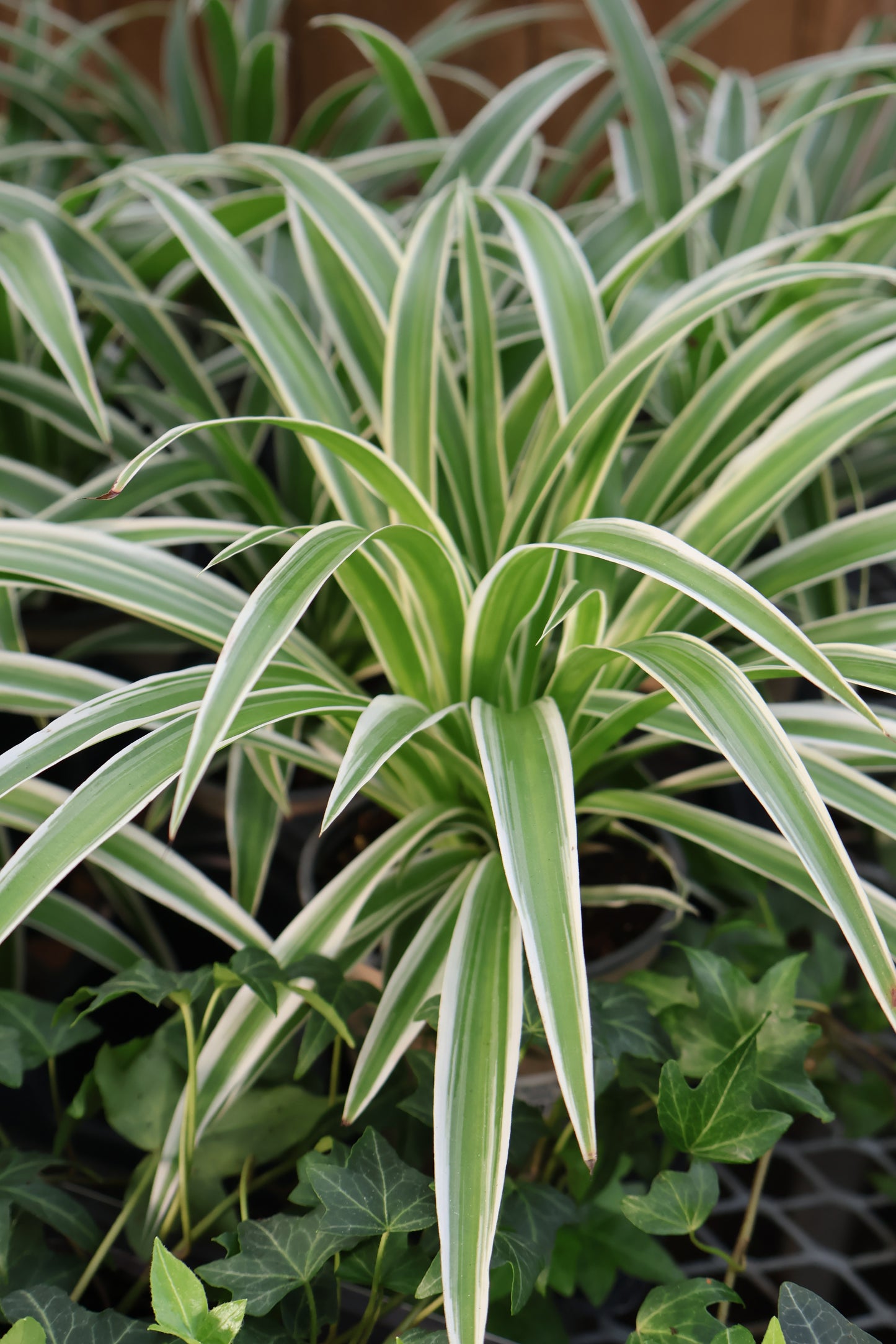 4.5" SPIDER PLANT OCEAN