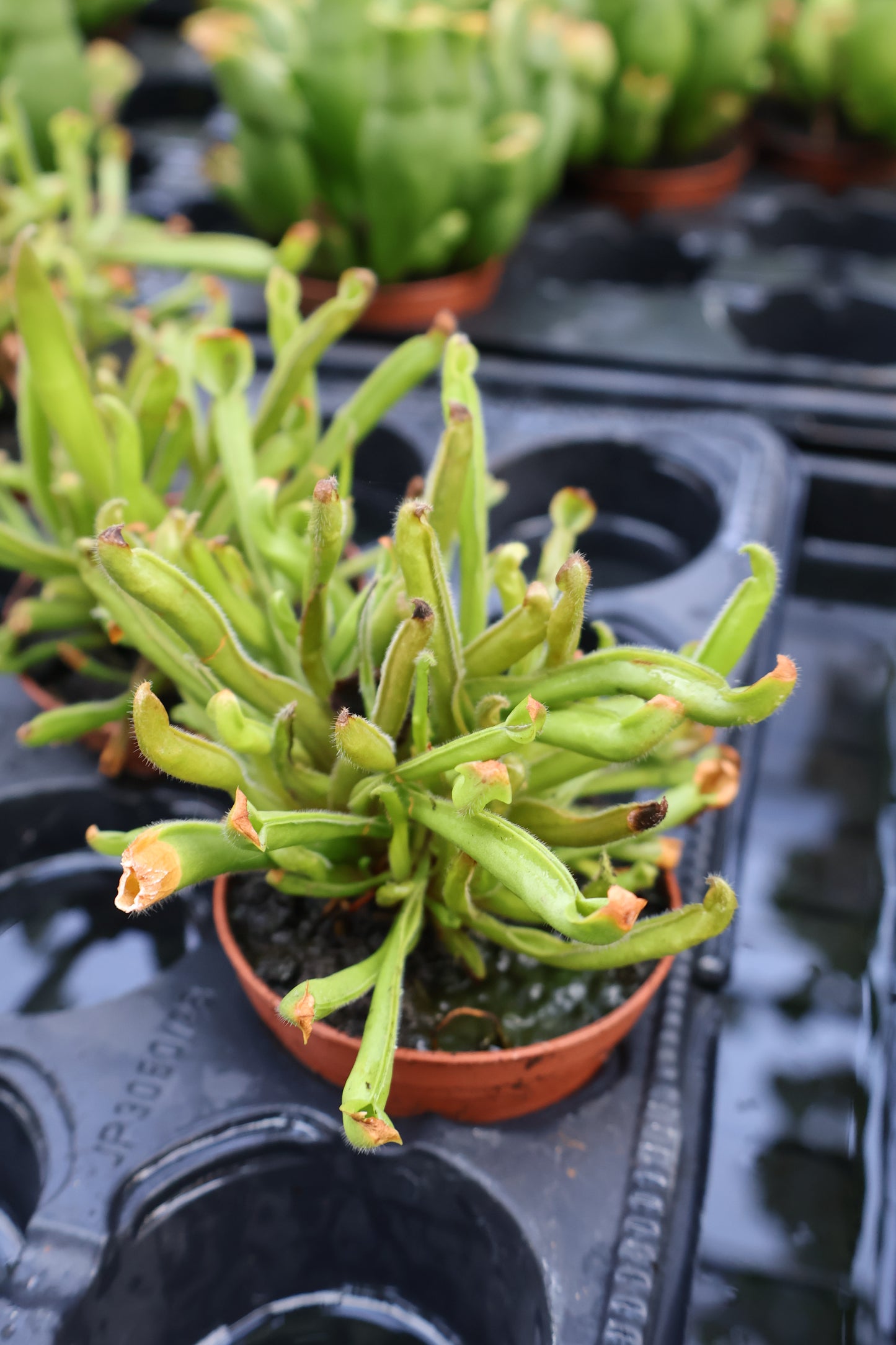 3" PITCHER PLANT MINOR
