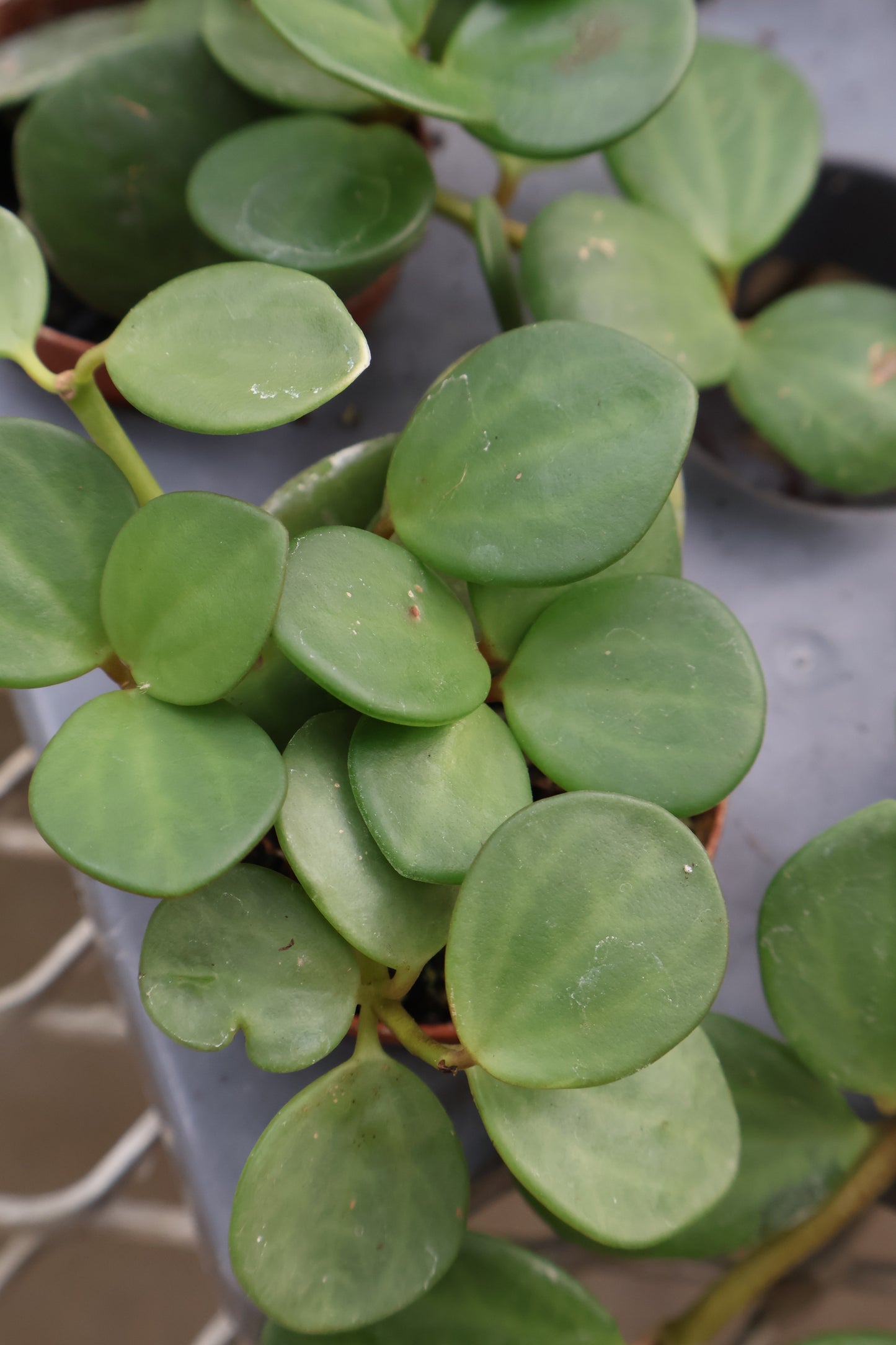 2" PEPEROMIA ASSORTED