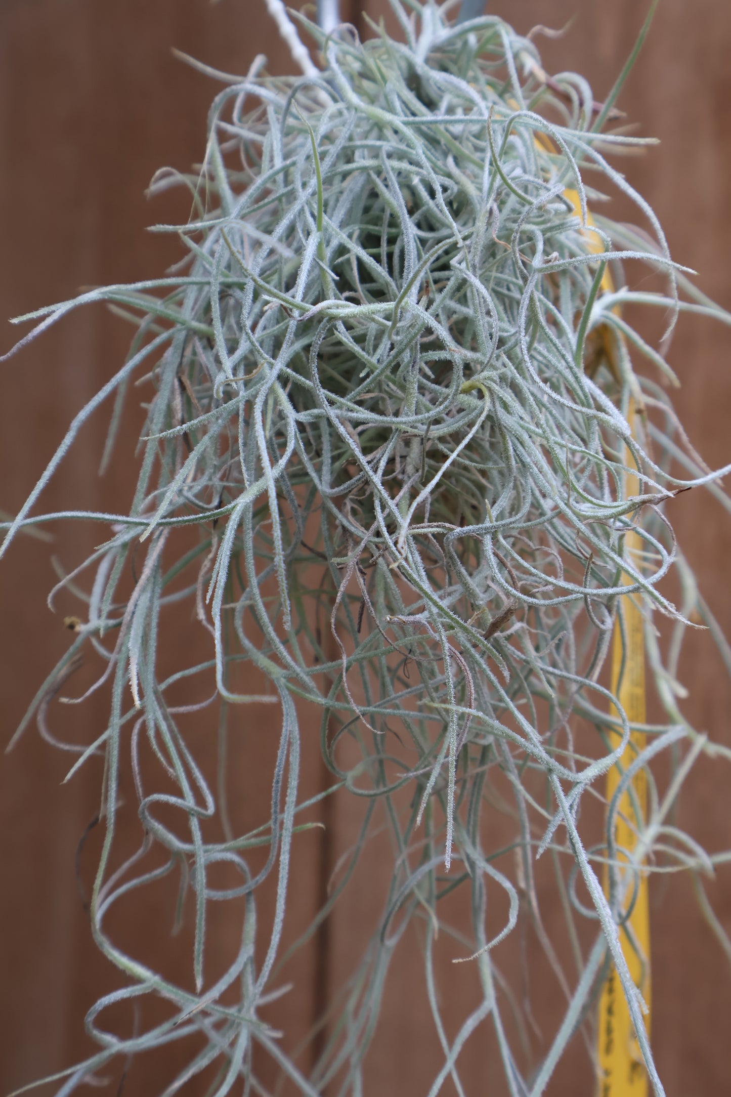 AIR PLANT SPANISH MOSS