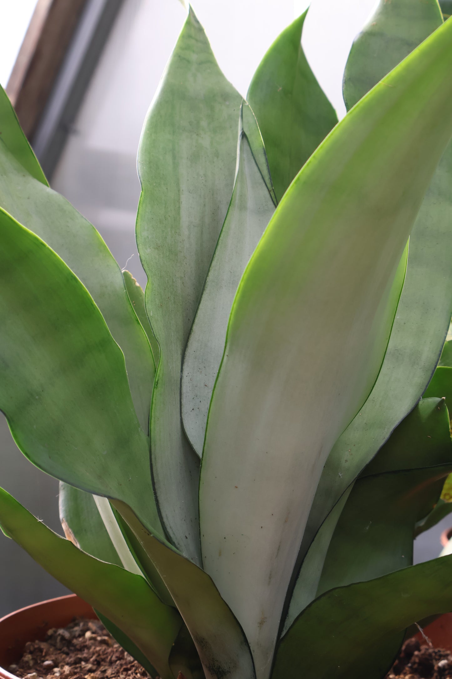 10" SANSEVIERIA MOONSHINE