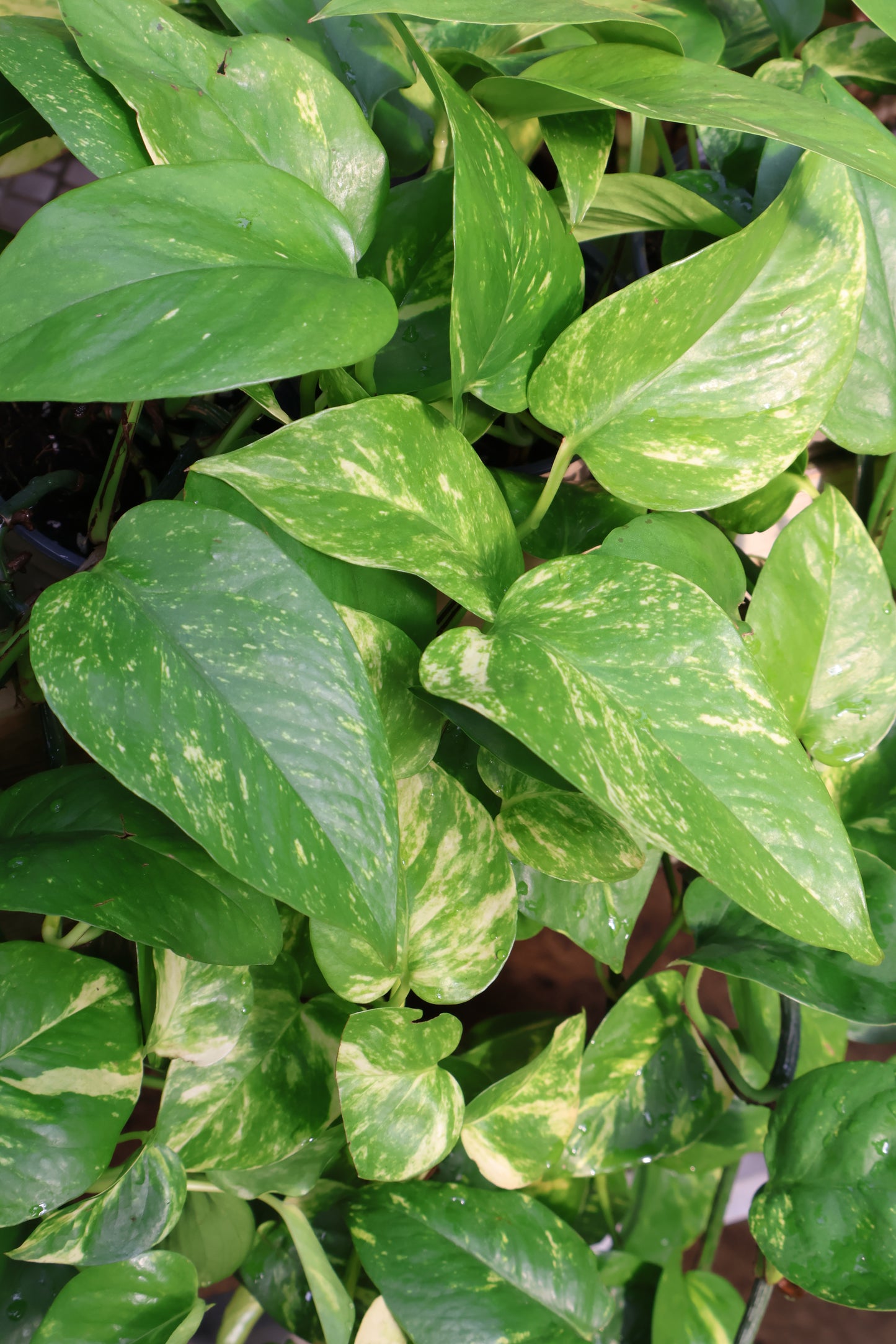 4" POTHOS GOLDEN