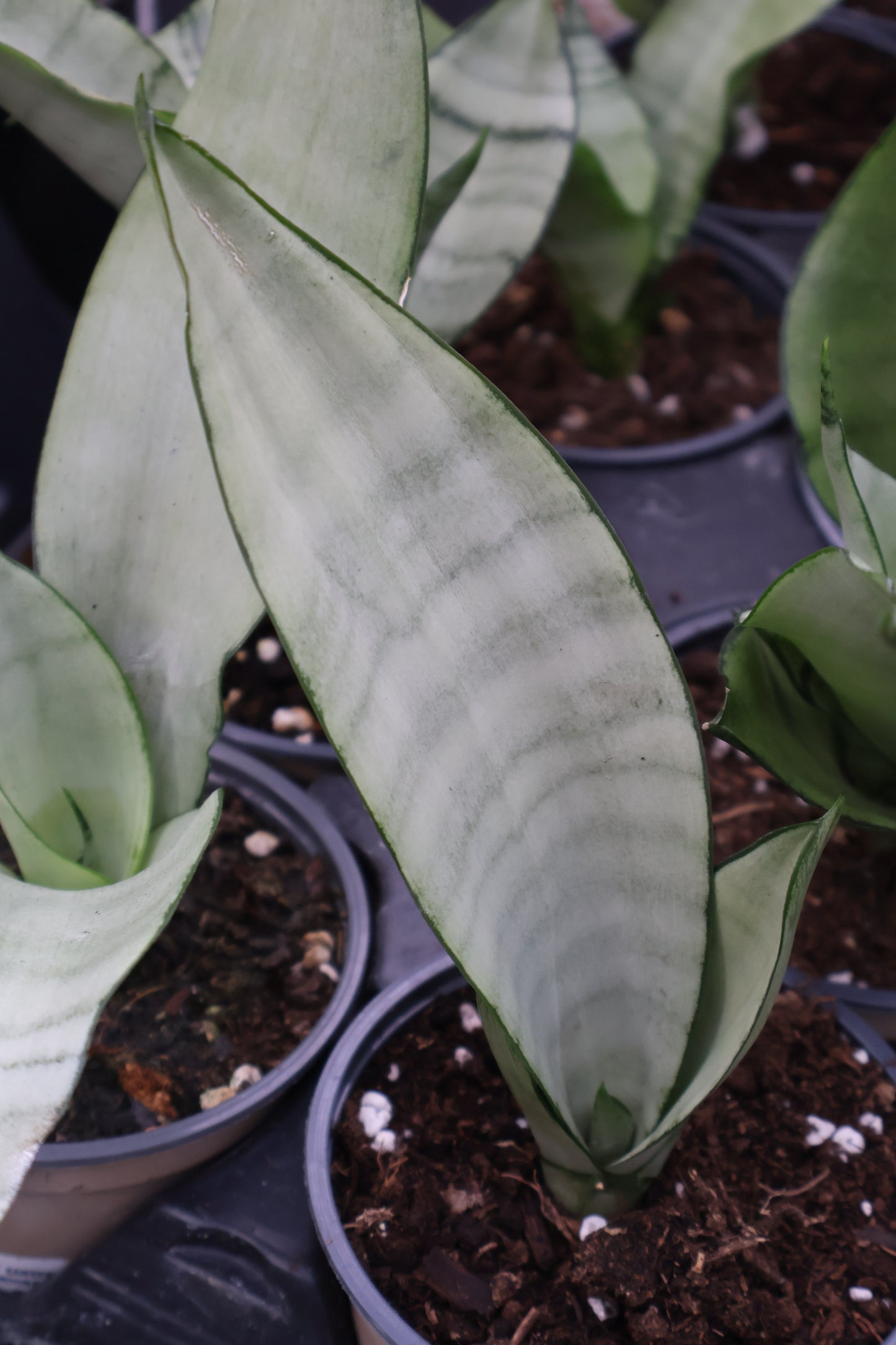 4.5" SANSEVIERIA MOONSHINE