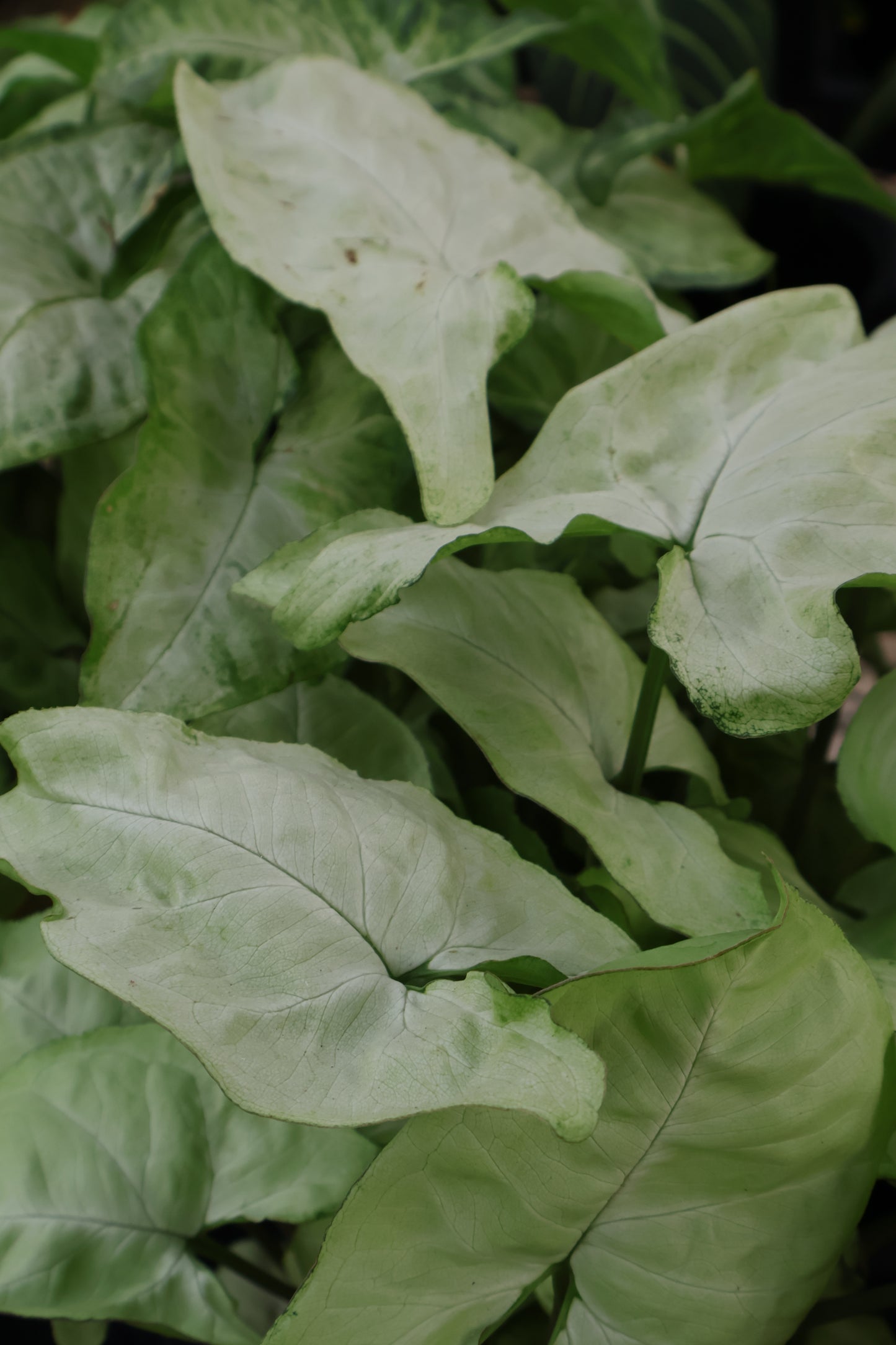 4" SYNGONIUM WHITE BUTTERFLY
