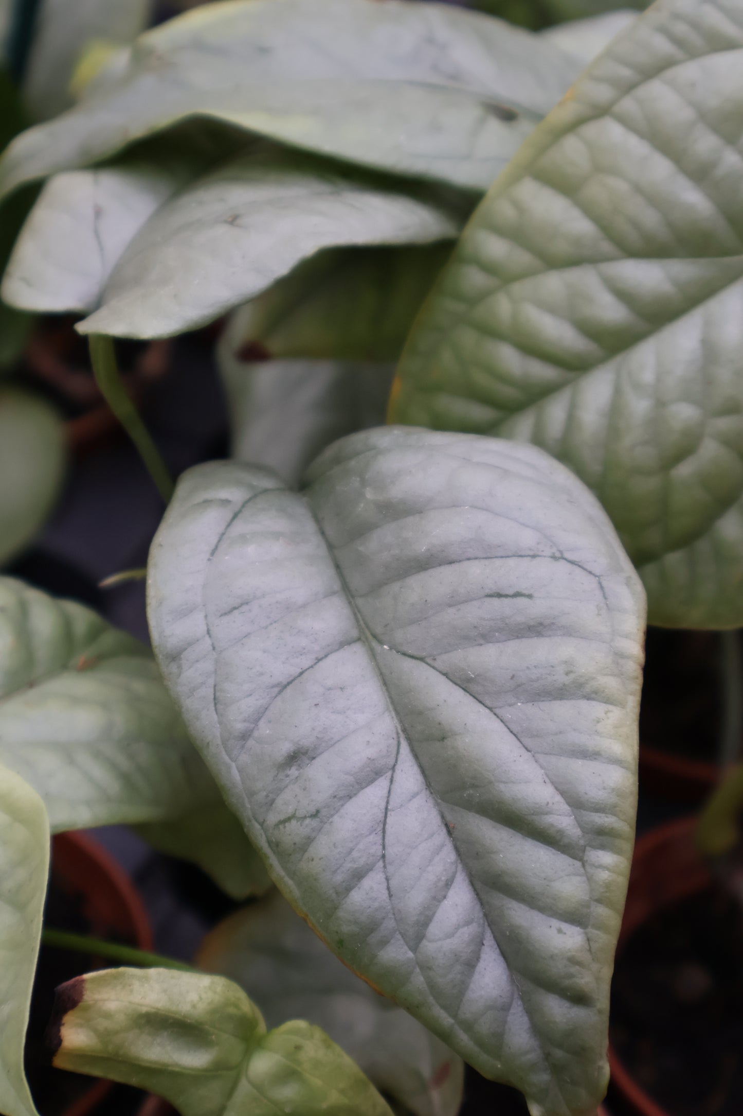 3" AMYDRIUM MED. SILVER