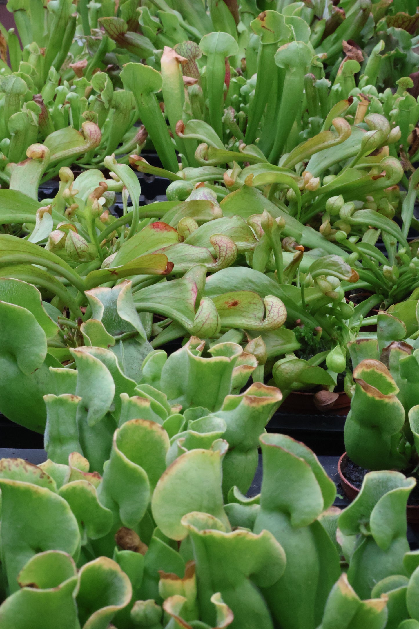 3" PITCHER PLANT ASSORTED