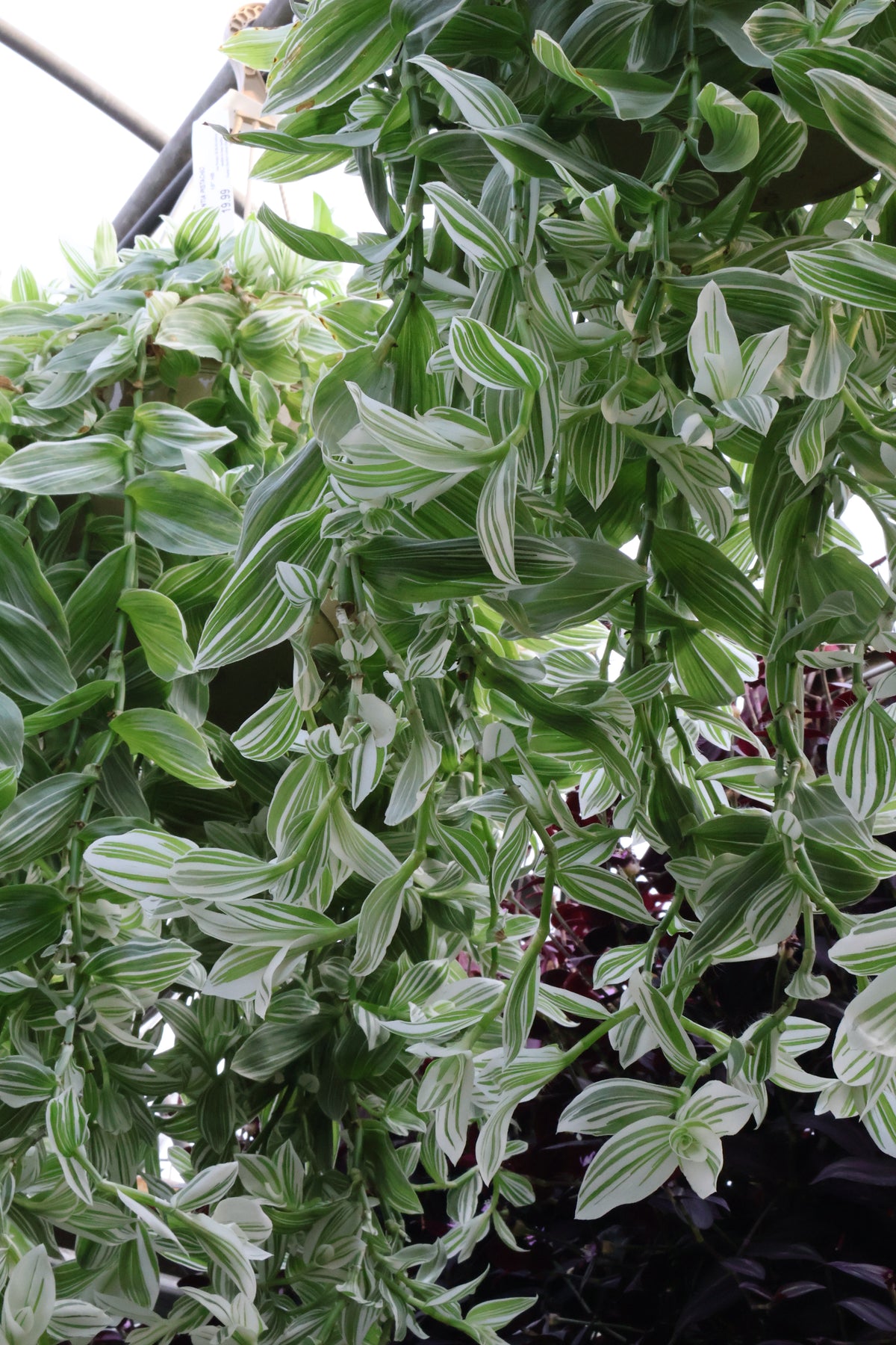 10" HB TRADESCANTIA PISTACHIO