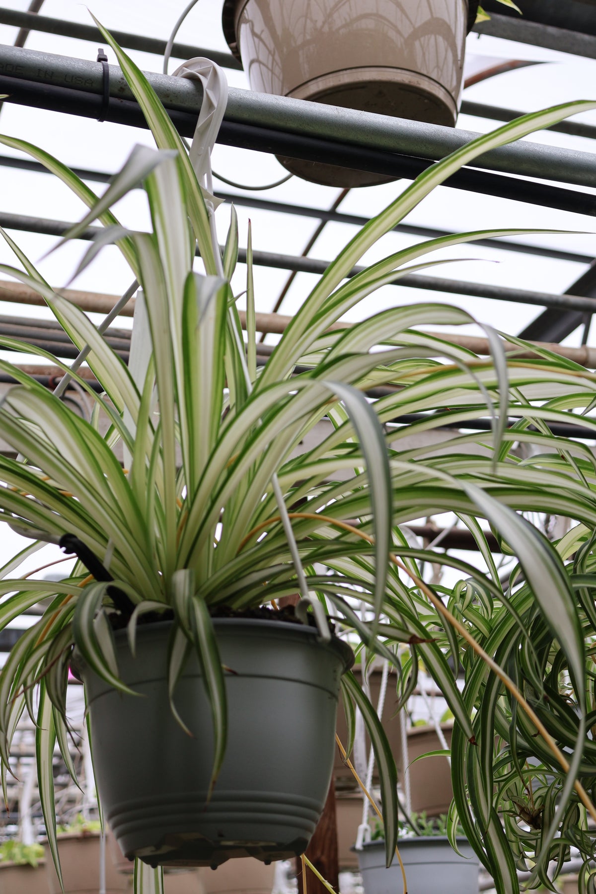 6" HB SPIDER PLANT