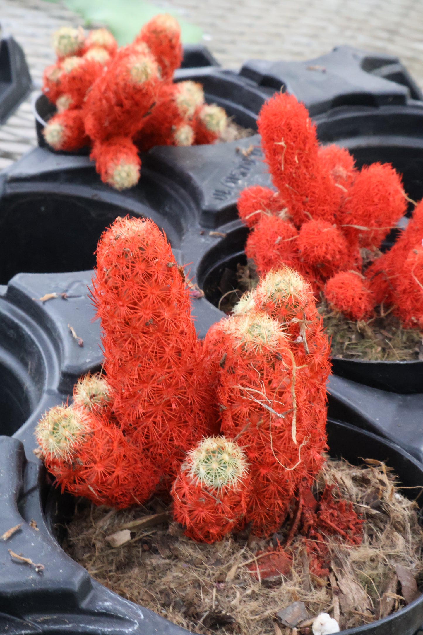 4" CACTUS DESERT GEM