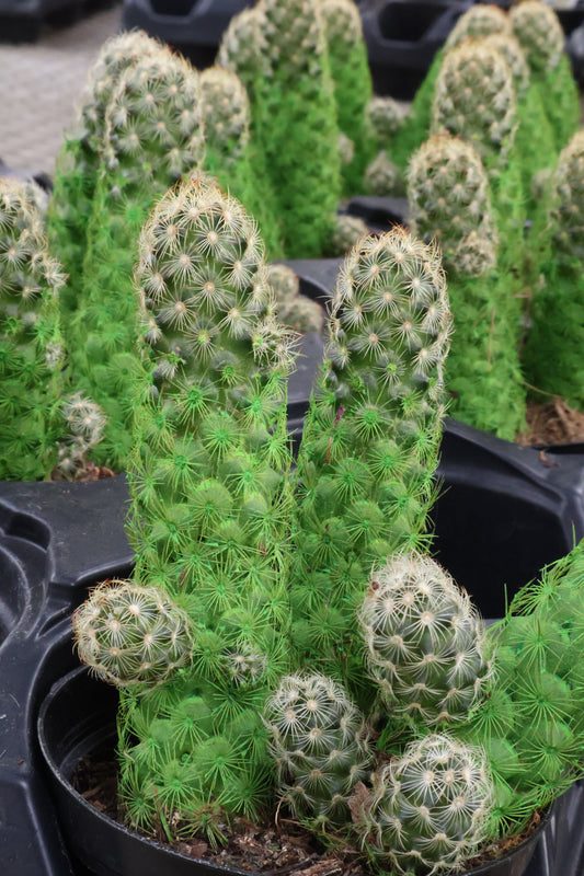 4" CACTUS DESERT GEM