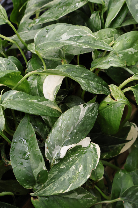 4" POTHOS PINNATUM ALBO
