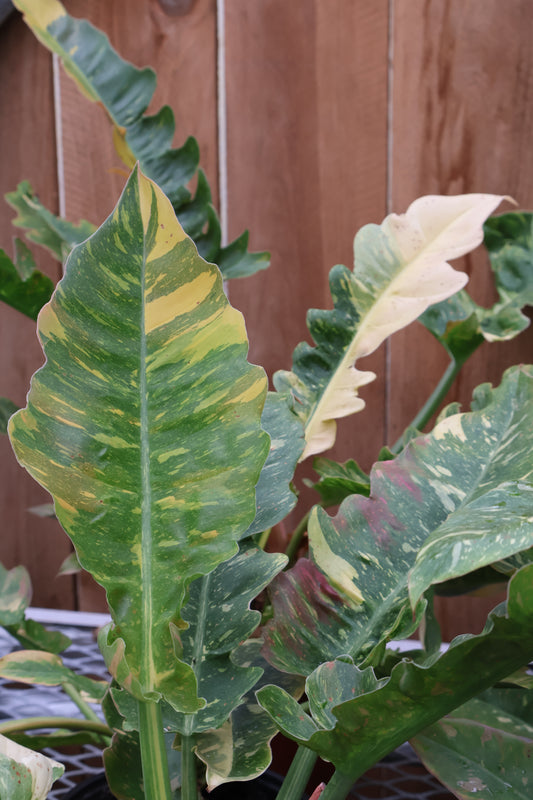 6" PHILODENDRON RING OF FIRE