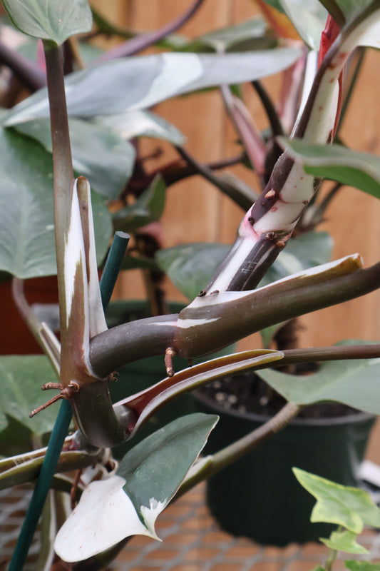 6" PHILODENDRON WHITE KNIGHT