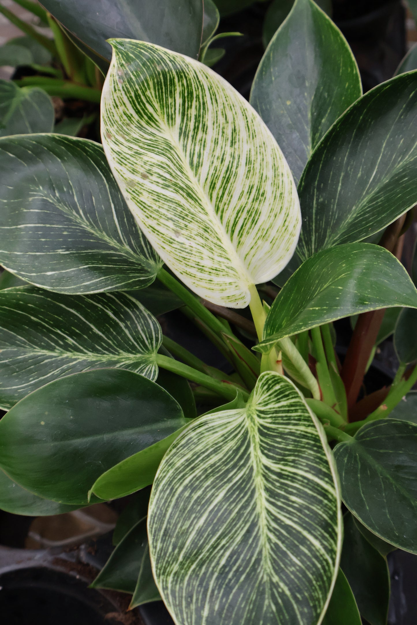 4" PHILODENDRON BIRKEN