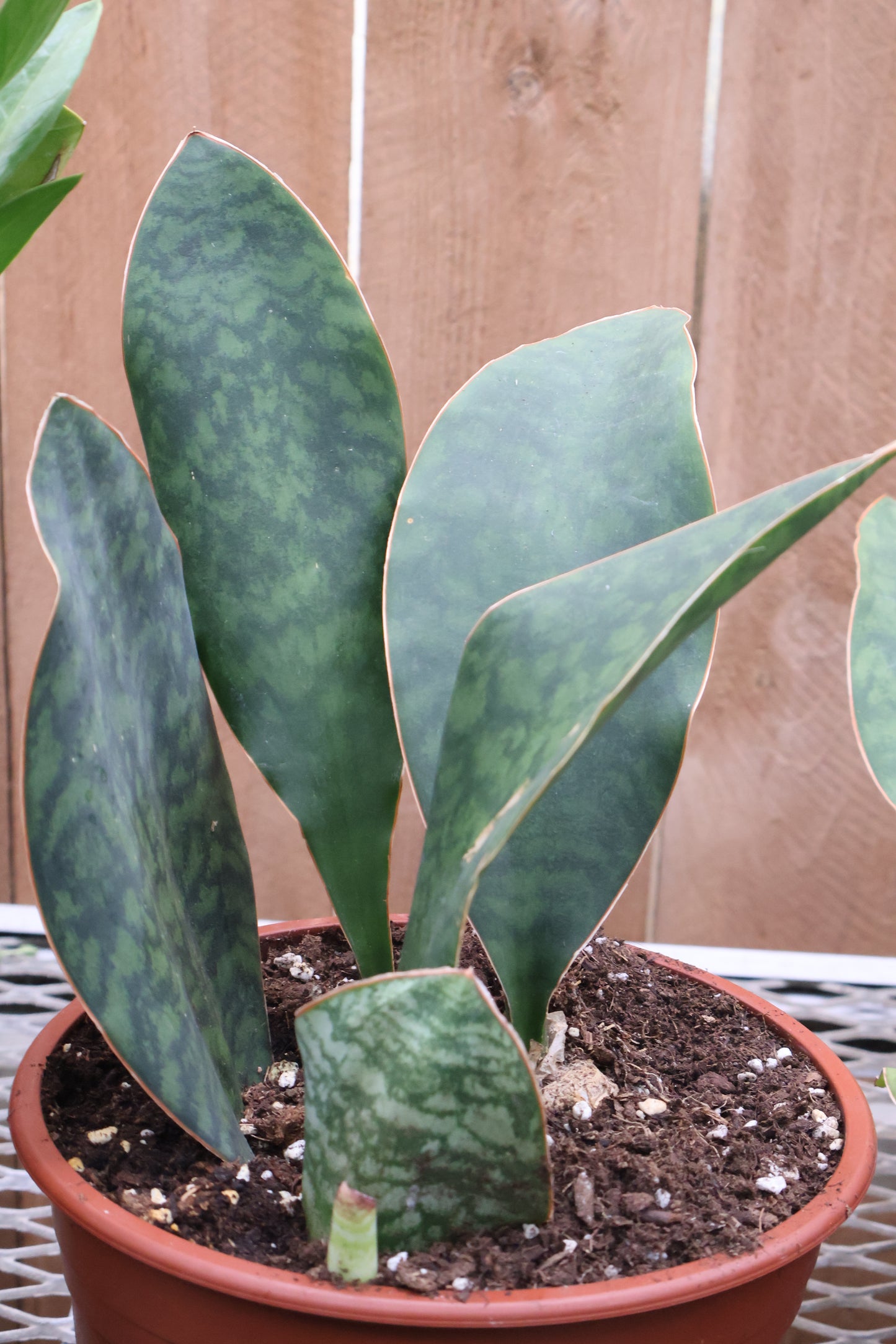 8" SANSEVIERIA WHALE'S FIN