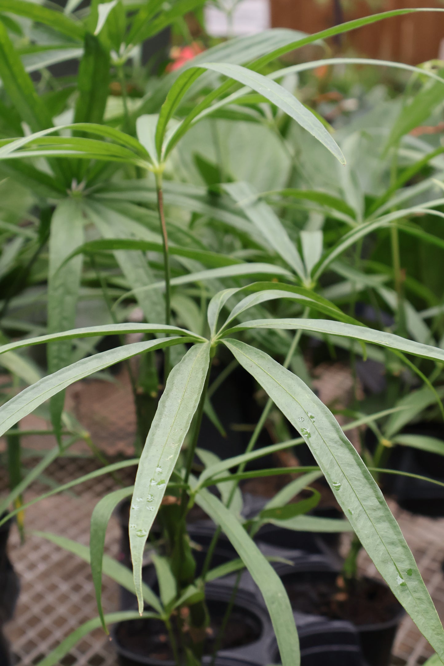 4.5" ANTHURIUM EMINENS
