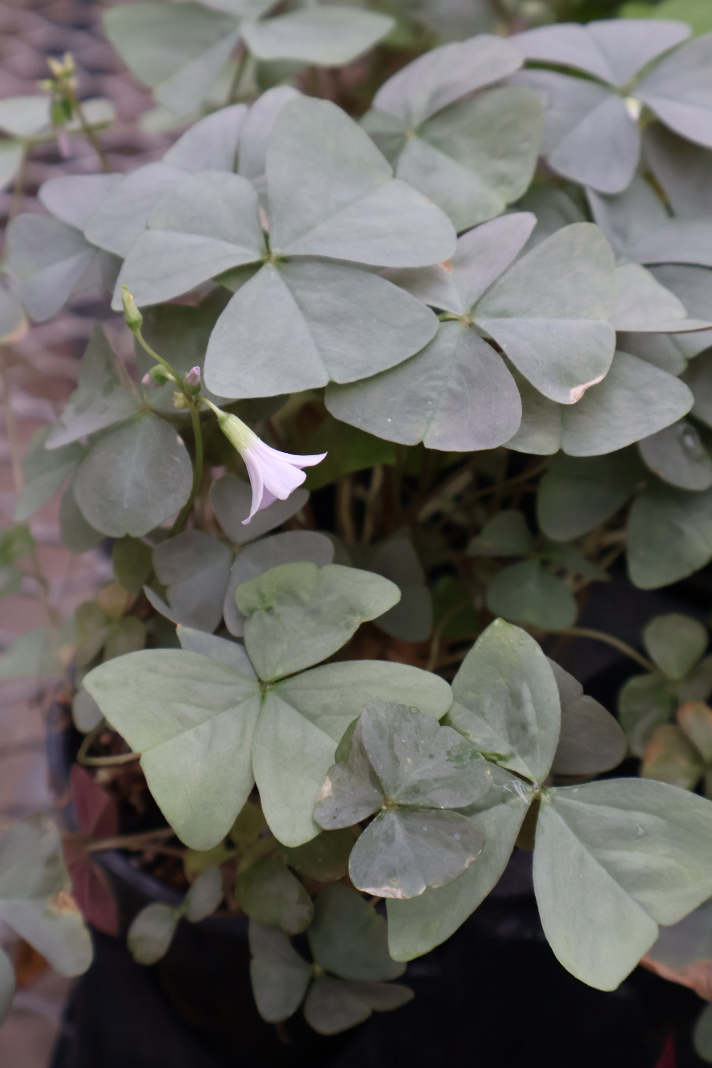 4" OXALIS ALLURE SILVER
