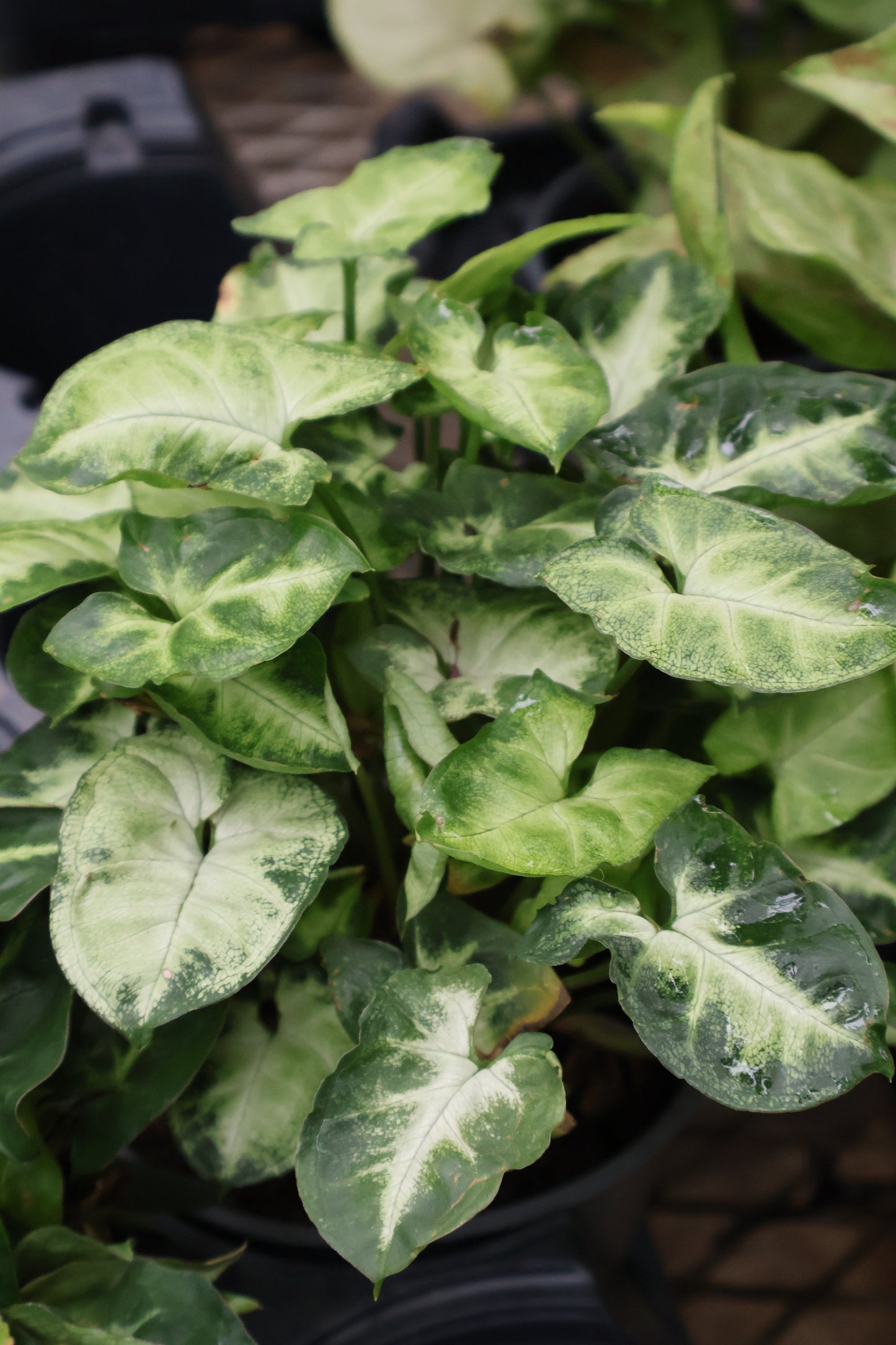 5" SYNGONIUM MINI PIXIE