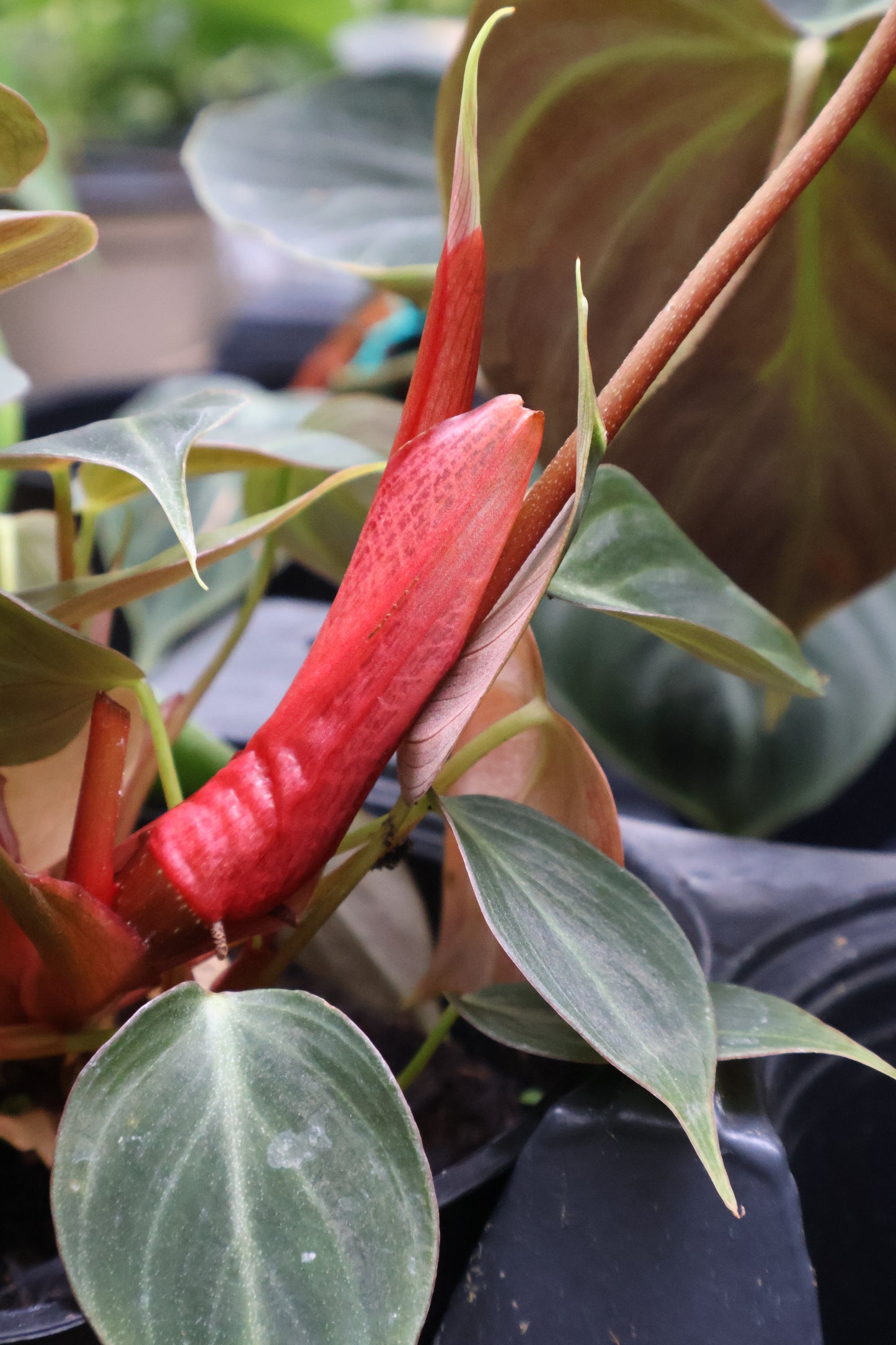 4.5" PHILODENDRON EL CHOCO RED