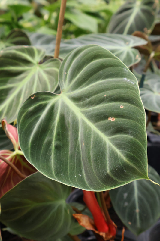 4.5" PHILODENDRON EL CHOCO RED
