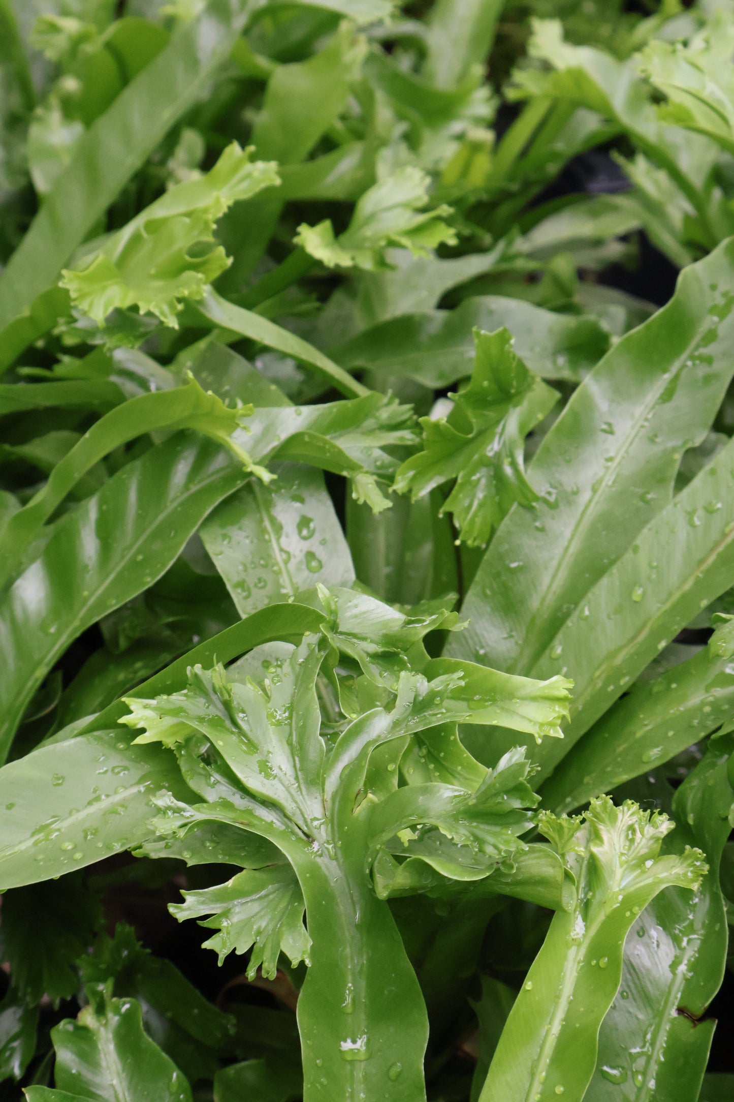 5" FERN BIRDS NEST CRISSIE