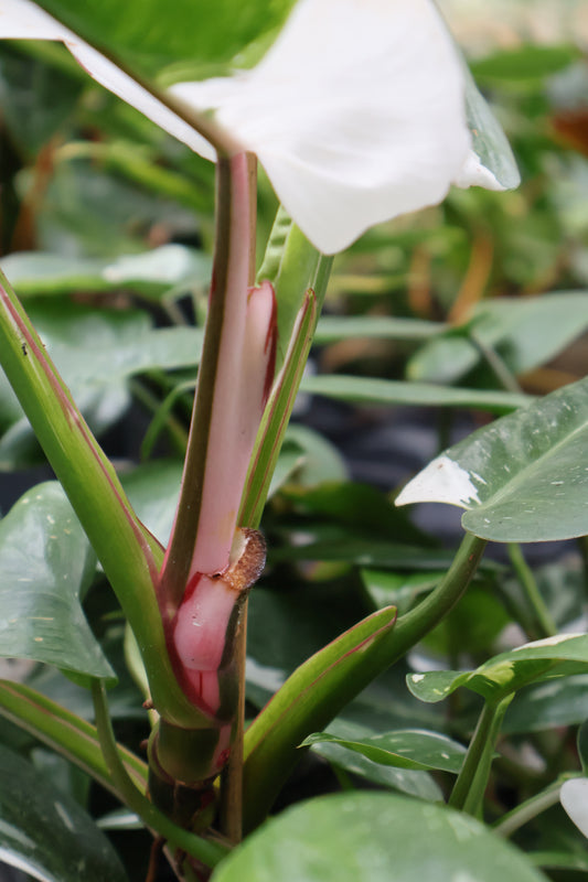 4" PHILODENDRON WHITE PRINCESS