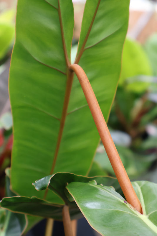 4" PHILODENDRON BILLIETIAE CROAT