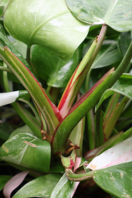 4.5" PHILODENDRON PRINCESS TRICOLOR