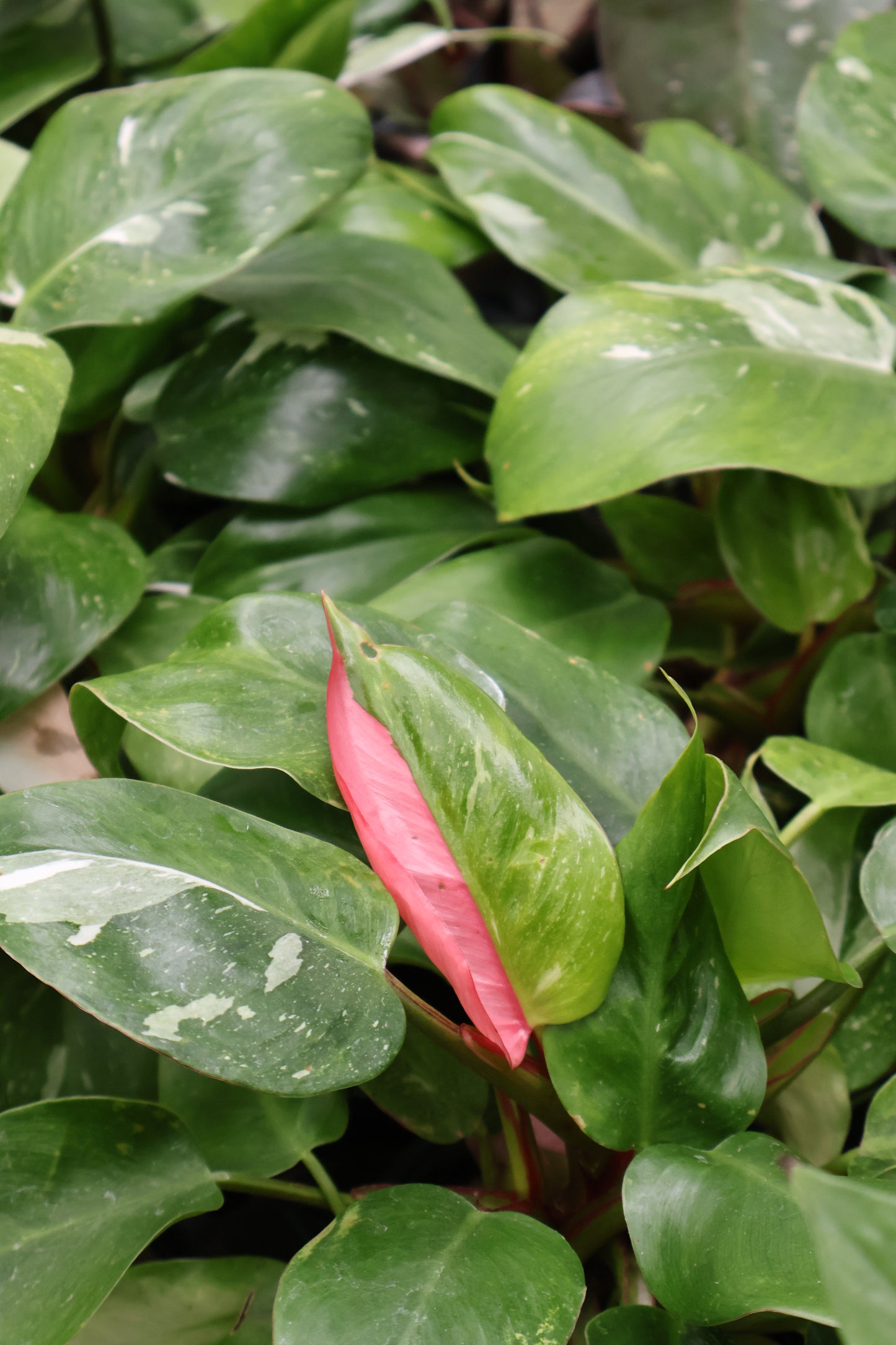 4.5" PHILODENDRON PRINCESS TRICOLOR