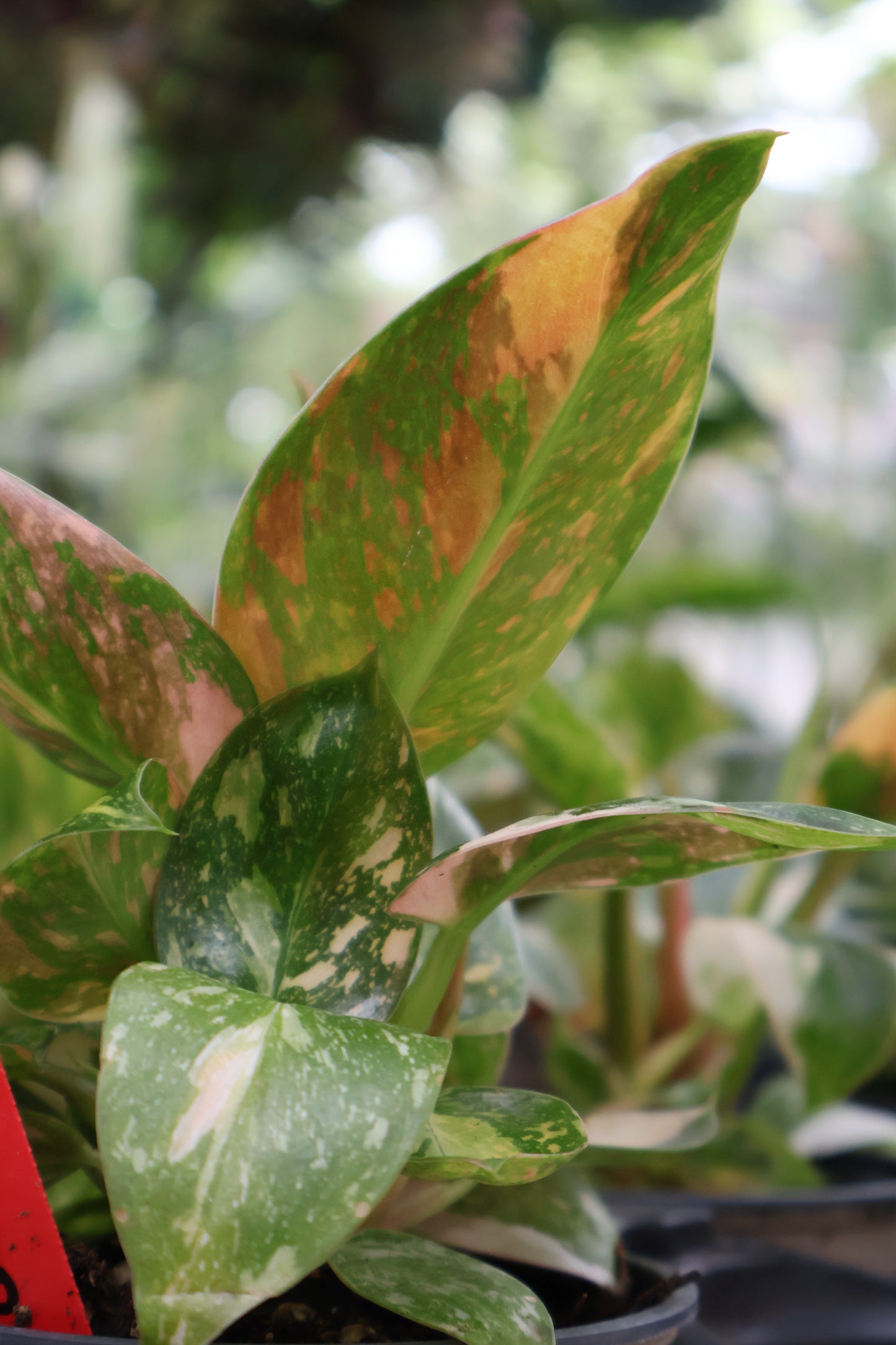 4.5" PHILODENDRON GREEN CONGO CONSTILLATION