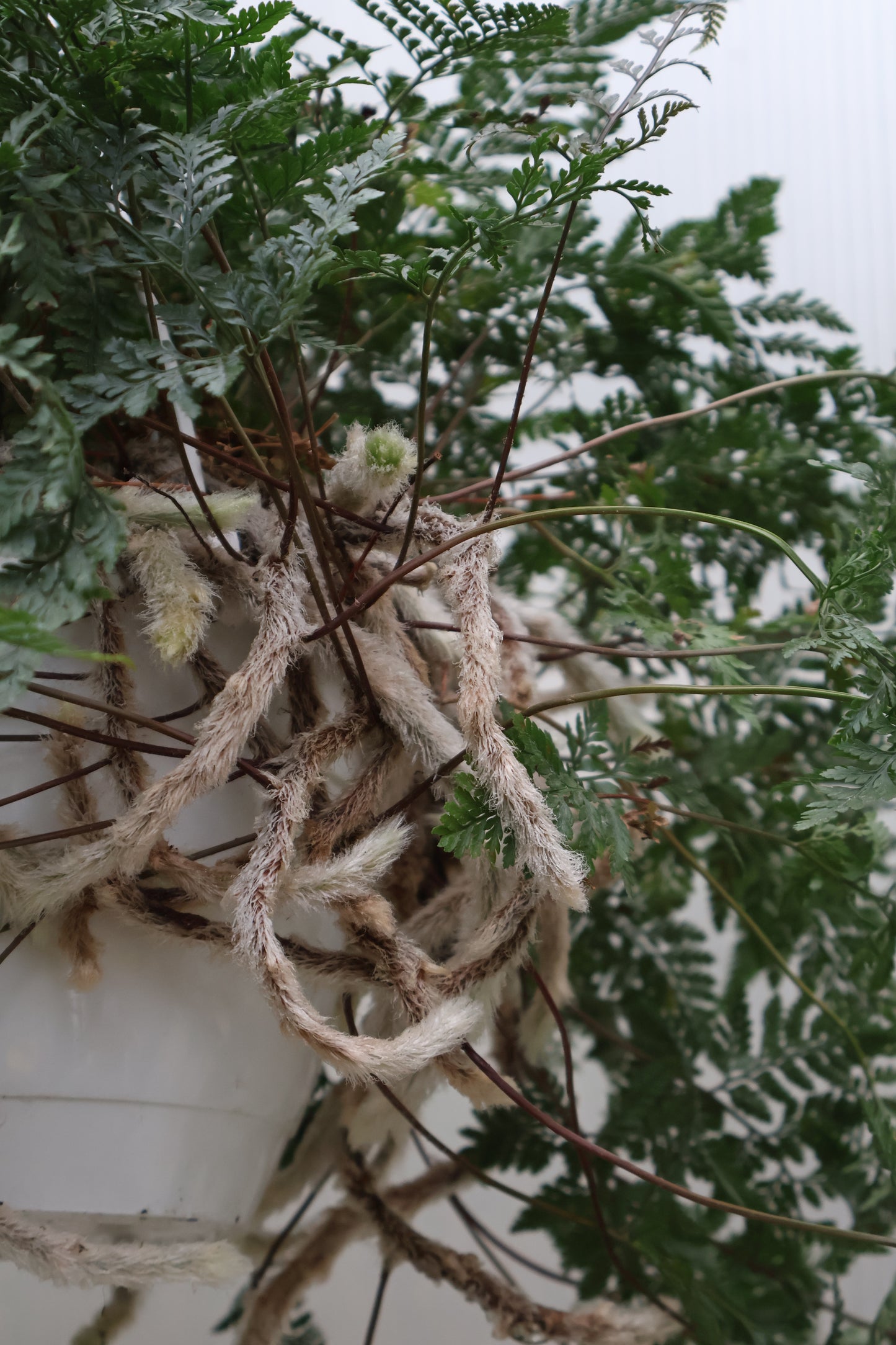 8" HB RABBITS FOOT FERN