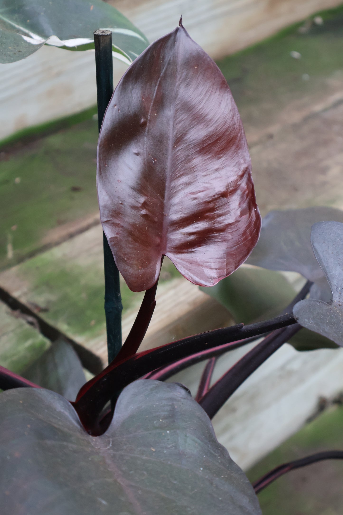 8" PHILODENDRON PINK PRINCESS